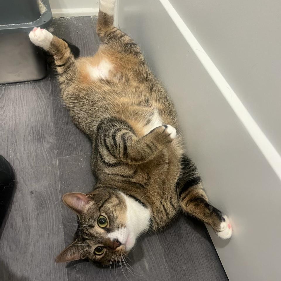 Jellyfish, a Adoptable Domestic Short Hair in Columbus, OH image 2/6