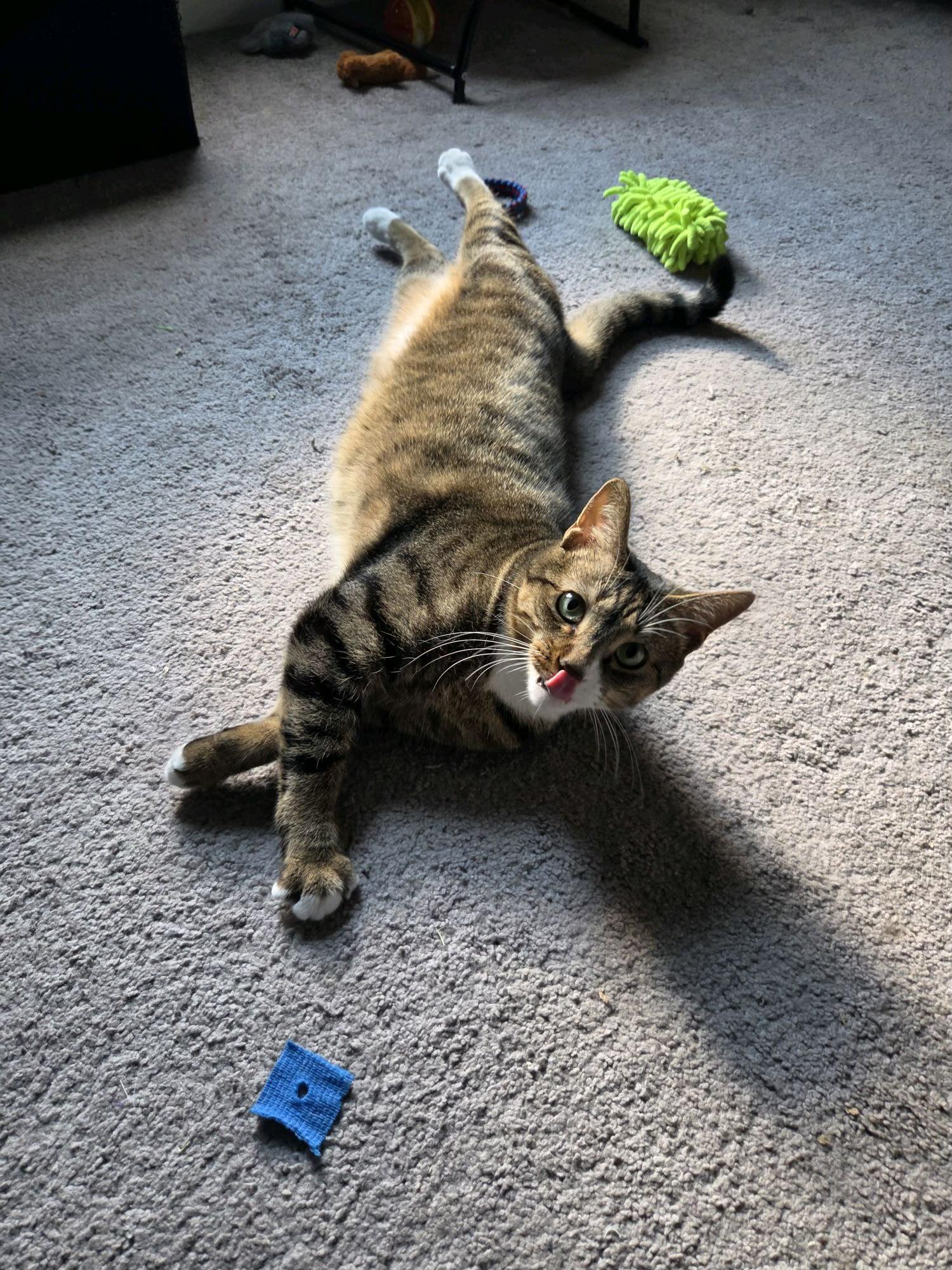 Enlarge Jellyfish, a Adopted Domestic Short Hair in Columbus, OH image 5/6