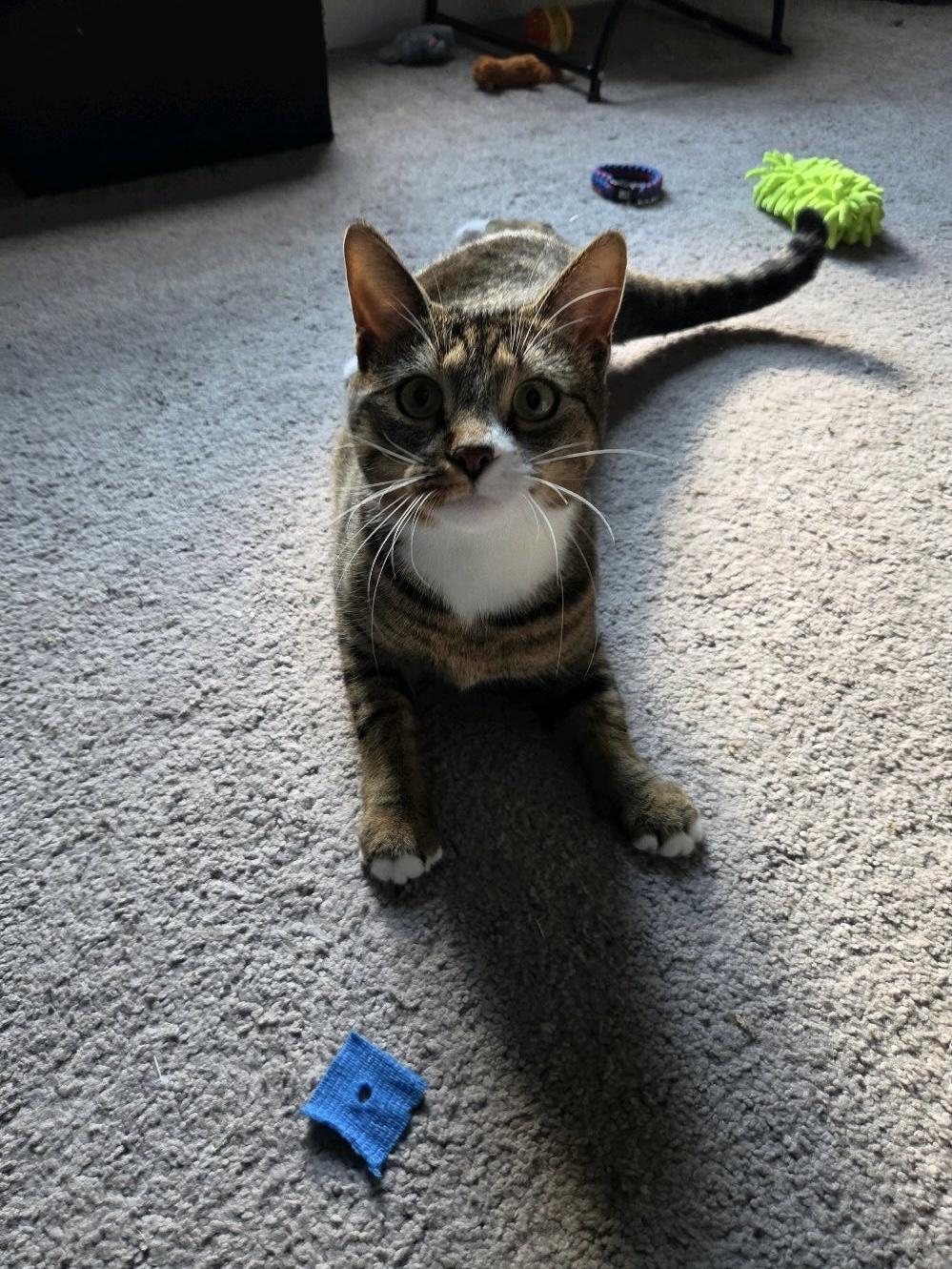 Enlarge Jellyfish, a Adopted Domestic Short Hair in Columbus, OH image 2/6