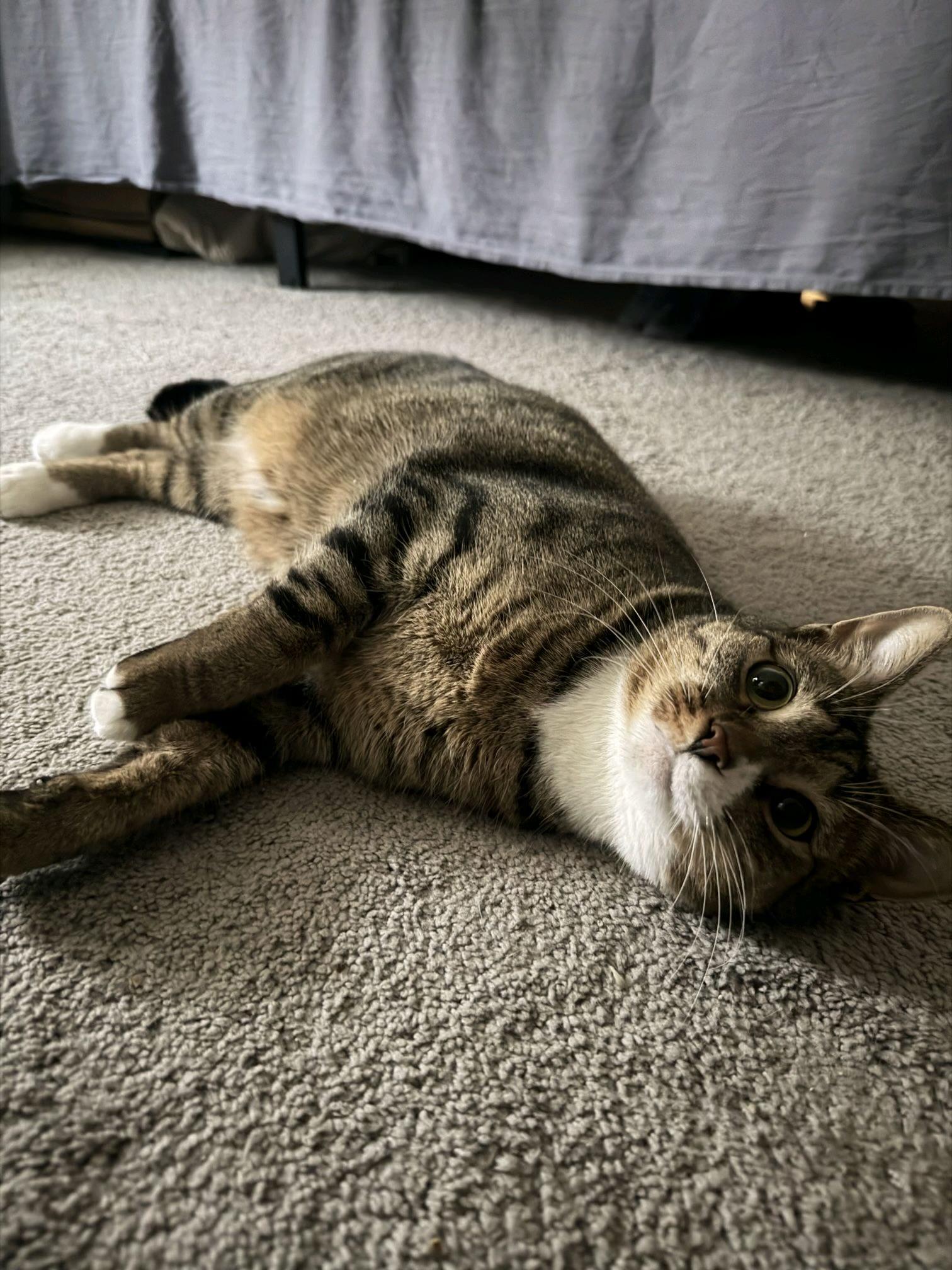 Enlarge Jellyfish, a Adopted Domestic Short Hair in Columbus, OH image 3/6