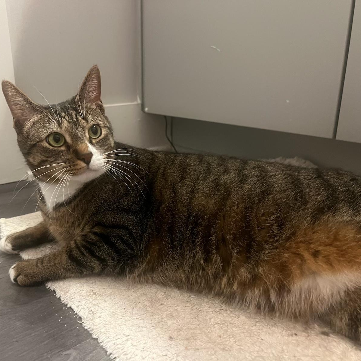 Jellyfish, a Adoptable Domestic Short Hair in Columbus, OH image 5/6