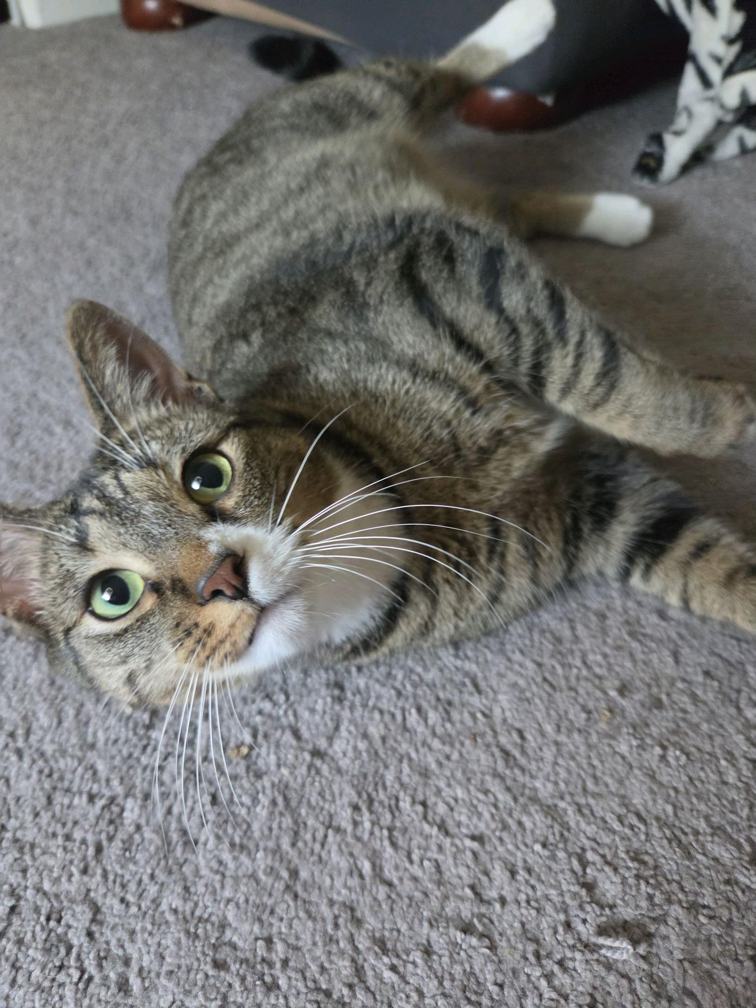 Enlarge Jellyfish, a Adopted Domestic Short Hair in Columbus, OH image 6/6