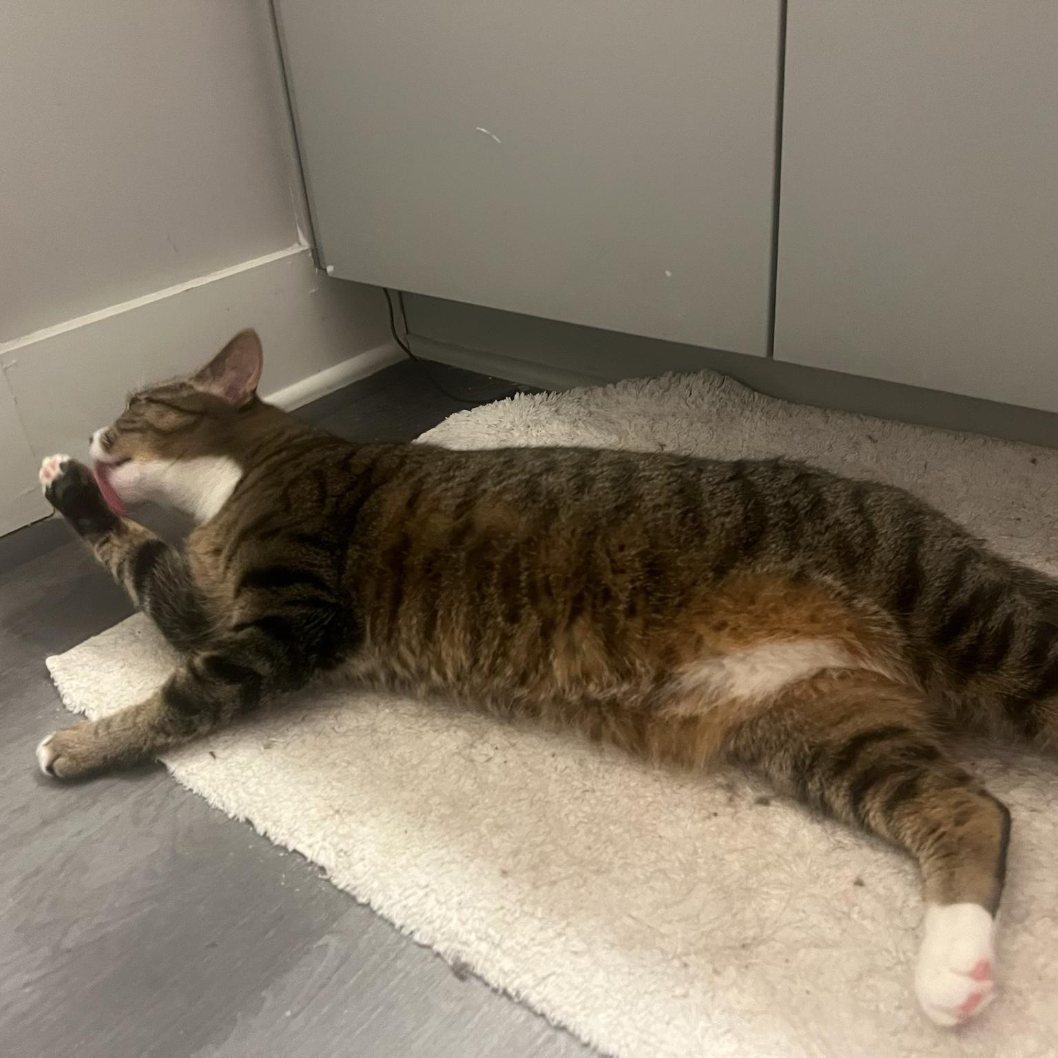Jellyfish, a Adoptable Domestic Short Hair in Columbus, OH image 6/6