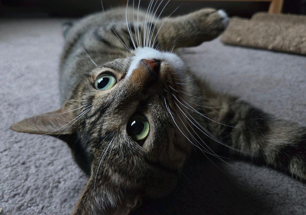 Enlarge Jellyfish, a Adopted Domestic Short Hair in Columbus, OH image 4/6