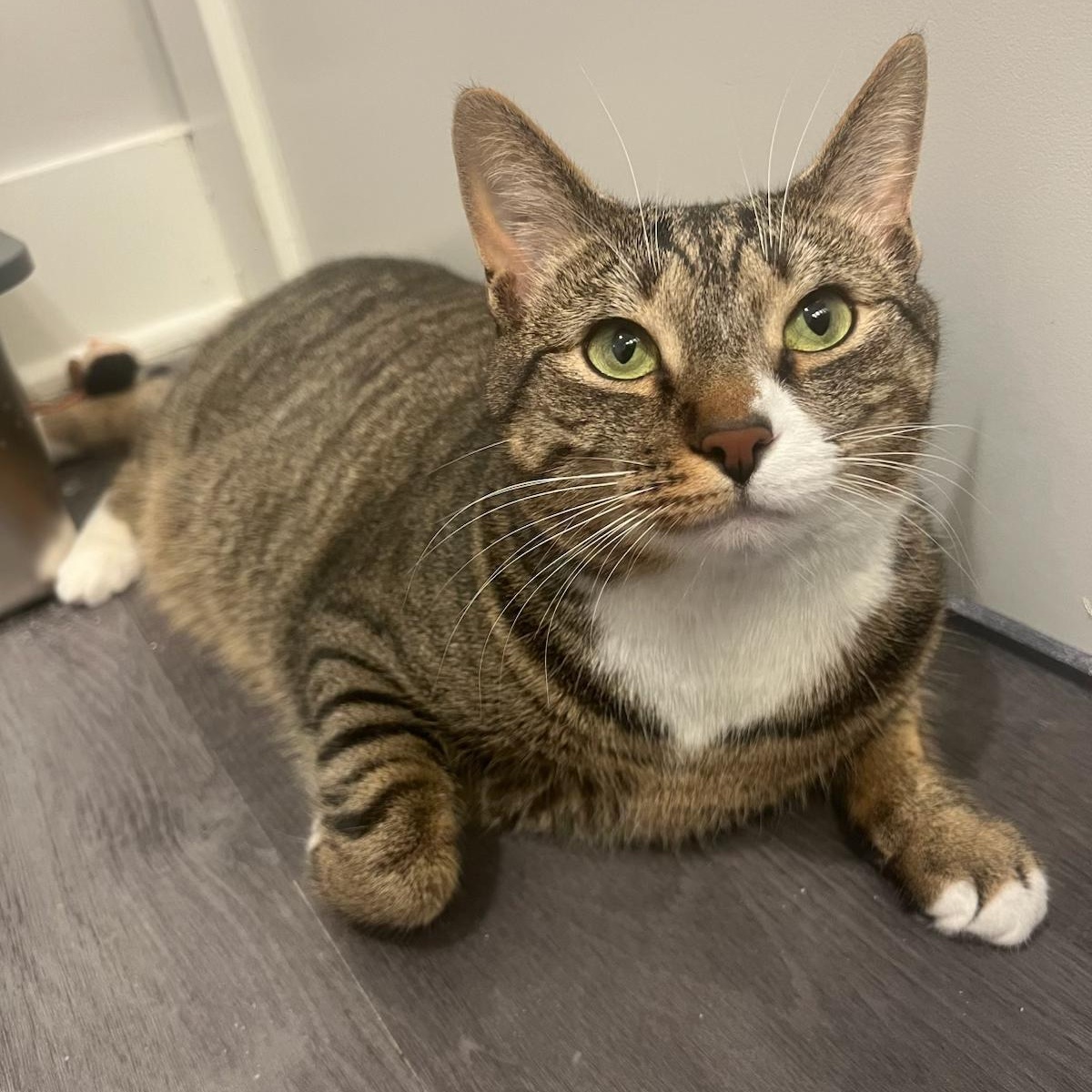 Jellyfish, a Adoptable Domestic Short Hair in Columbus, OH image 3/6