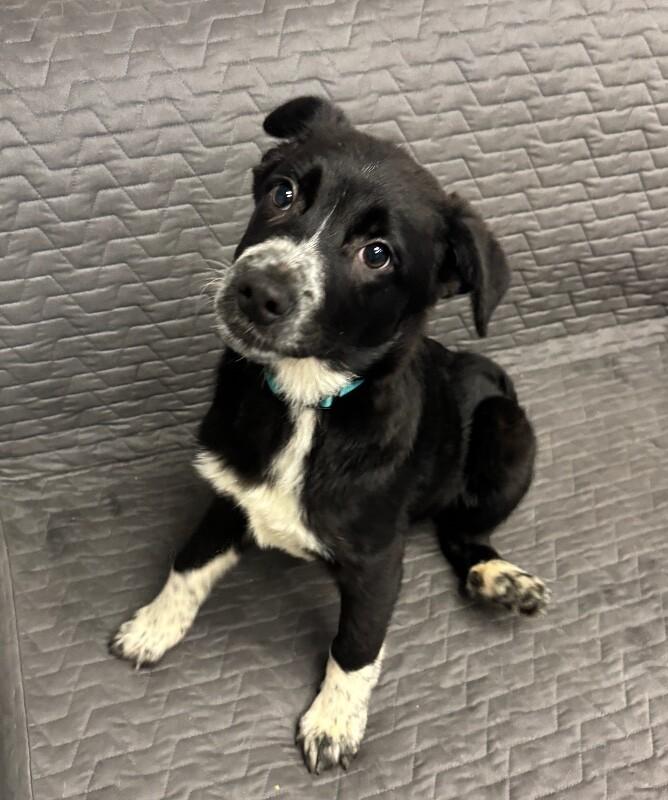 Enlarge Pickle Pants, a Adoptable mixed breed in Van Nuys, CA image 1/6