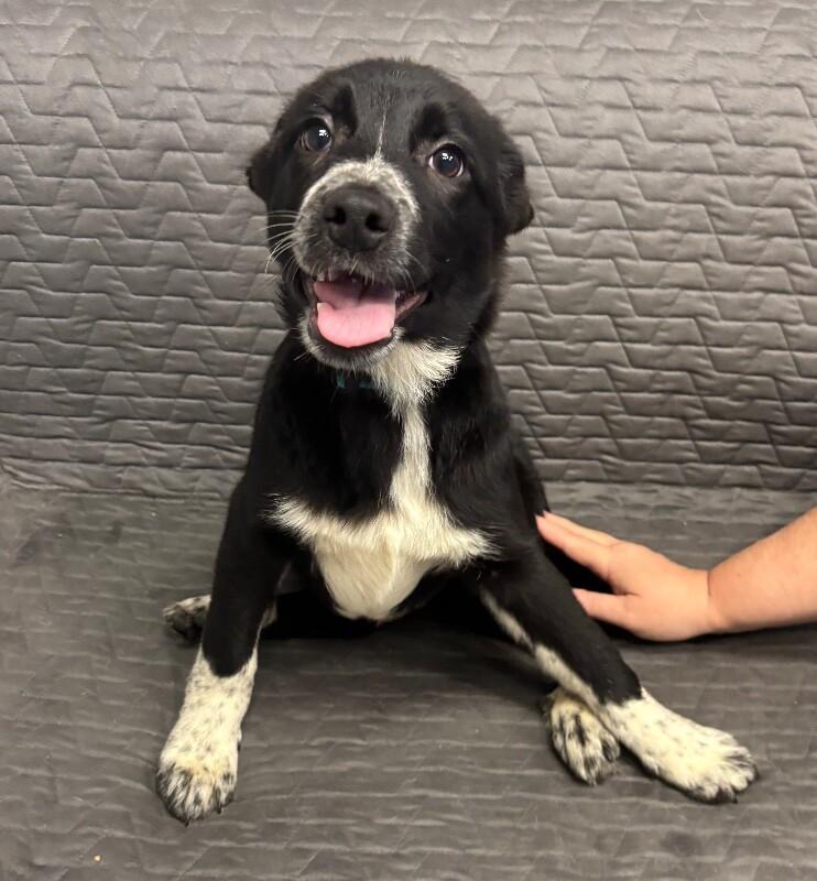 Enlarge Pickle Pants, a Adoptable mixed breed in Van Nuys, CA image 2/6