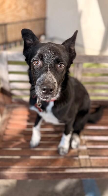 Enlarge Pickle Pants, a Adoptable mixed breed in Van Nuys, CA image 3/6