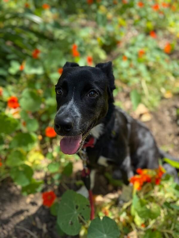 Enlarge Pickle Pants, a Adoptable mixed breed in Van Nuys, CA image 4/6