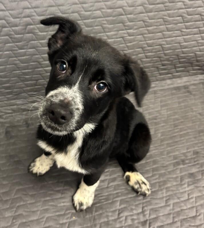 Enlarge Pickle Pants, a Adoptable mixed breed in Van Nuys, CA image 5/6