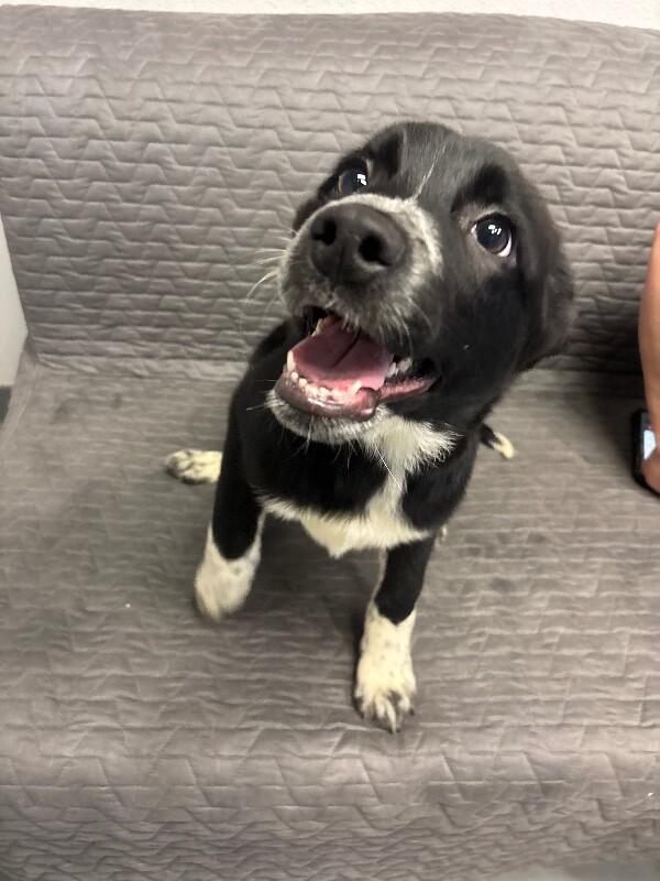 Enlarge Pickle Pants, a Adoptable mixed breed in Van Nuys, CA image 6/6