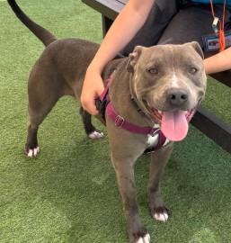 BANDIT, Adoptable, Young Male Pit Bull Terrier.