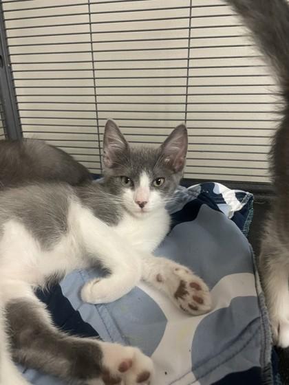 DeMarkus, Adoptable, Young Male Domestic Short Hair & Domestic Short Hair.