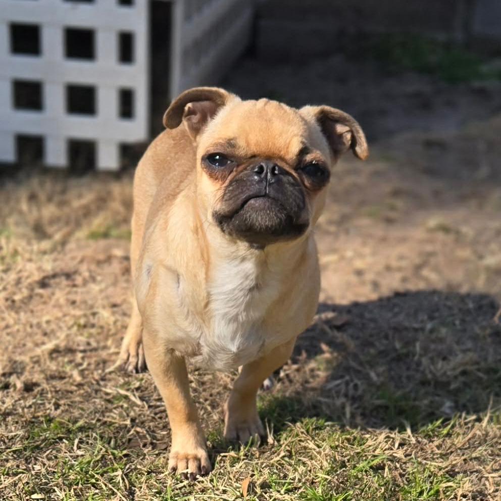Enlarge Petunia, a Adoptable Pug in Montgomery, TX image 1/5