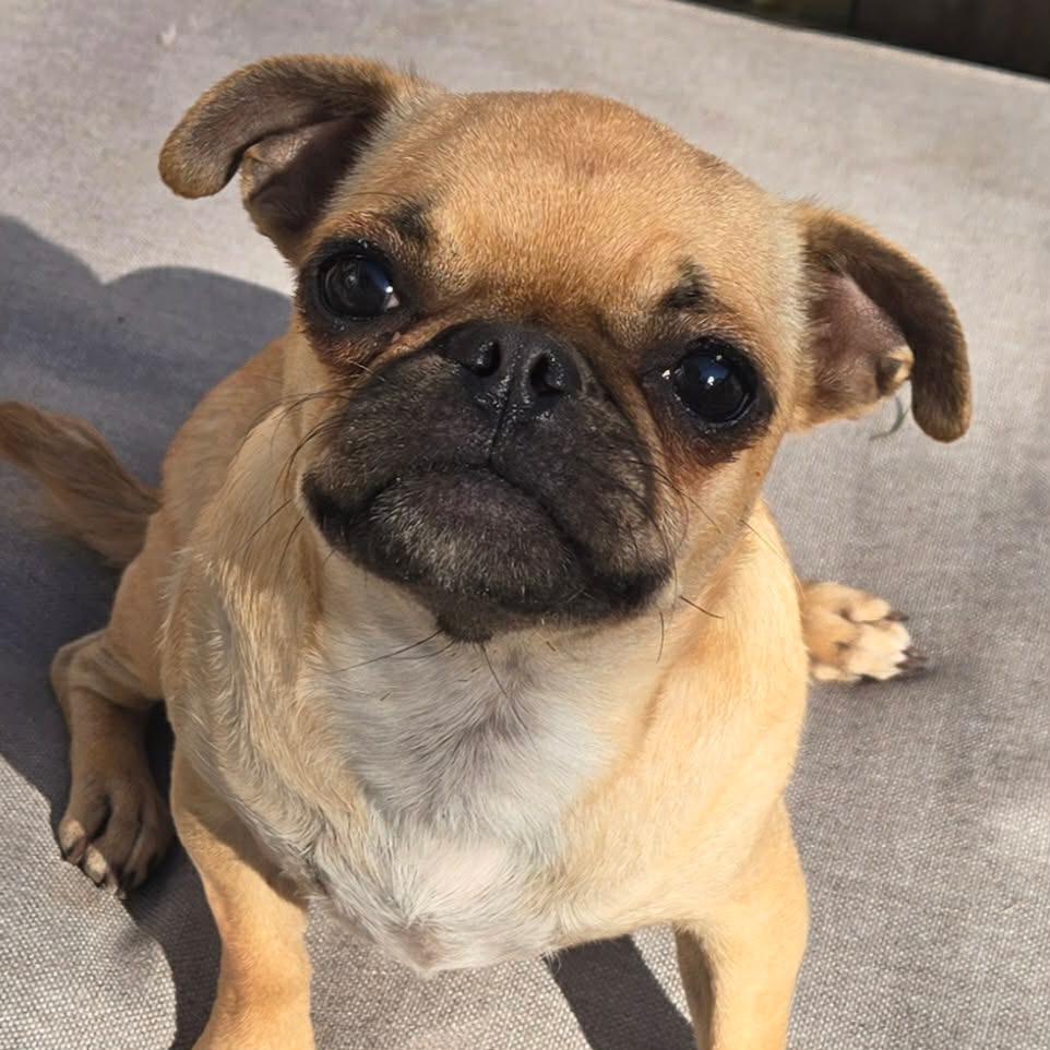 Enlarge Petunia, a Adoptable Pug in Montgomery, TX image 2/5