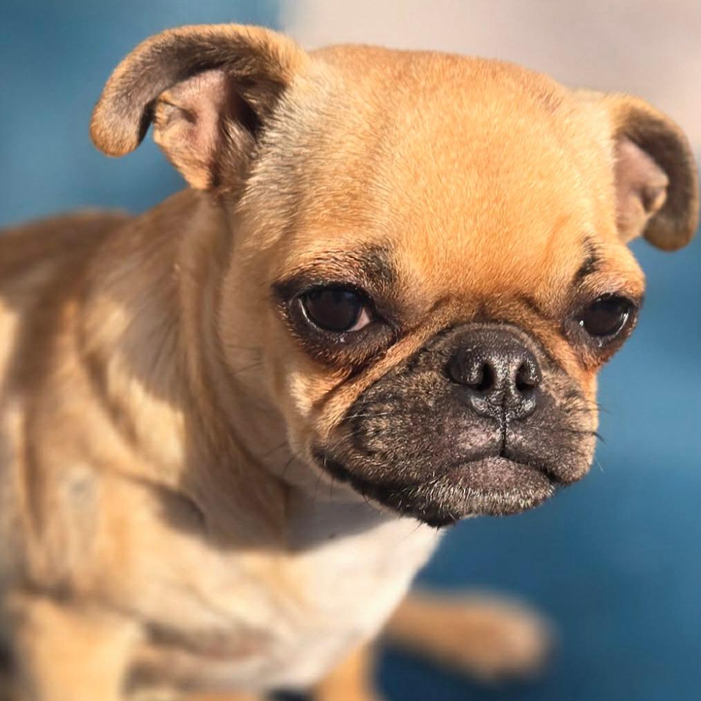 Enlarge Petunia, a Adoptable Pug in Montgomery, TX image 3/5