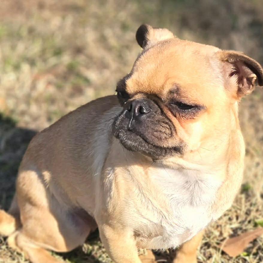 Enlarge Petunia, a Adoptable Pug in Montgomery, TX image 4/5