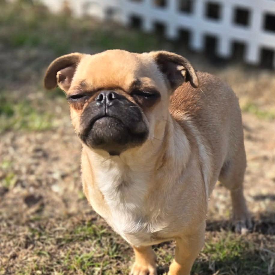 Enlarge Petunia, a Adoptable Pug in Montgomery, TX image 5/5