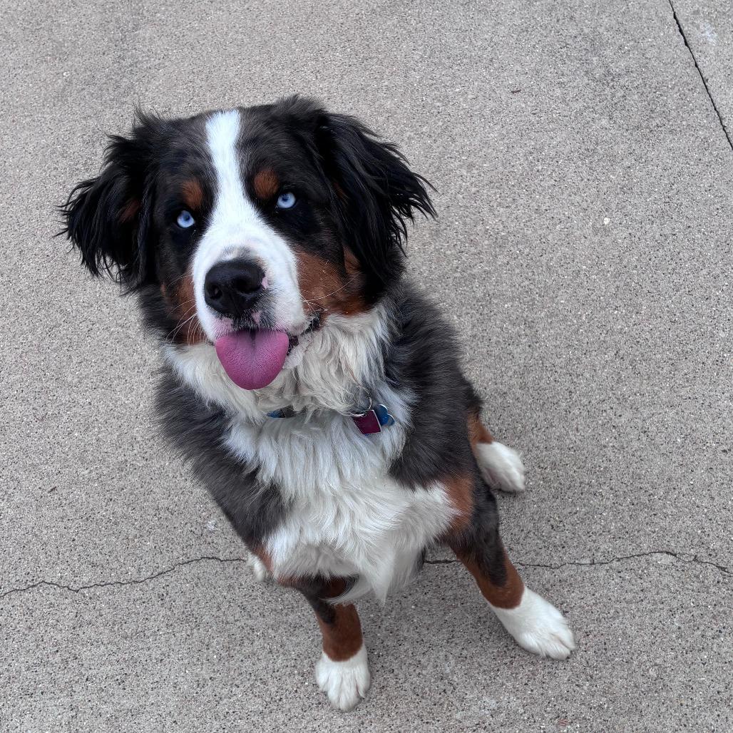 Trace, Adoptable, Adult Male Bernese Mountain Dog & Poodle.