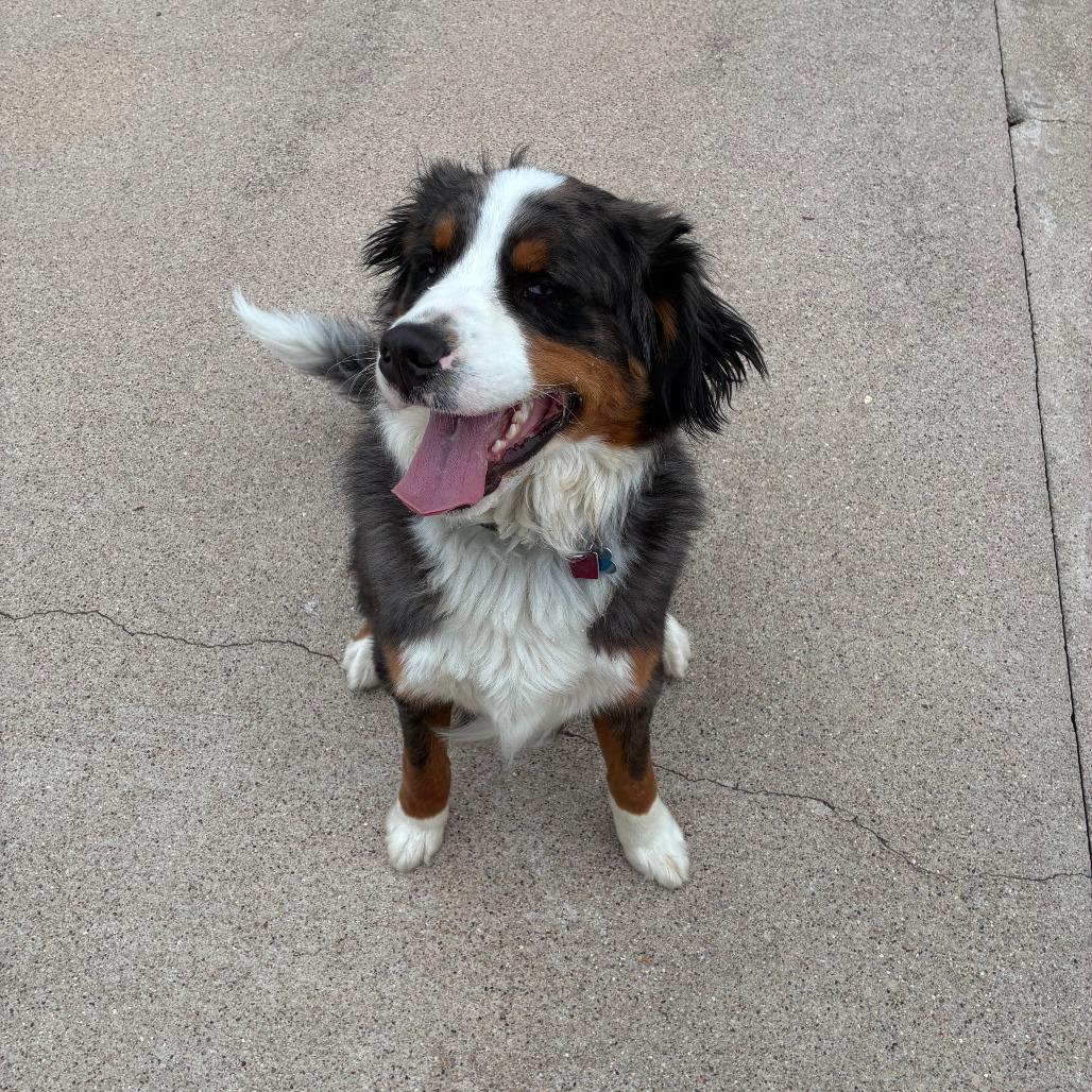 Enlarge Trace, a Adoptable mixed breed in Dixon, IL image 2/3
