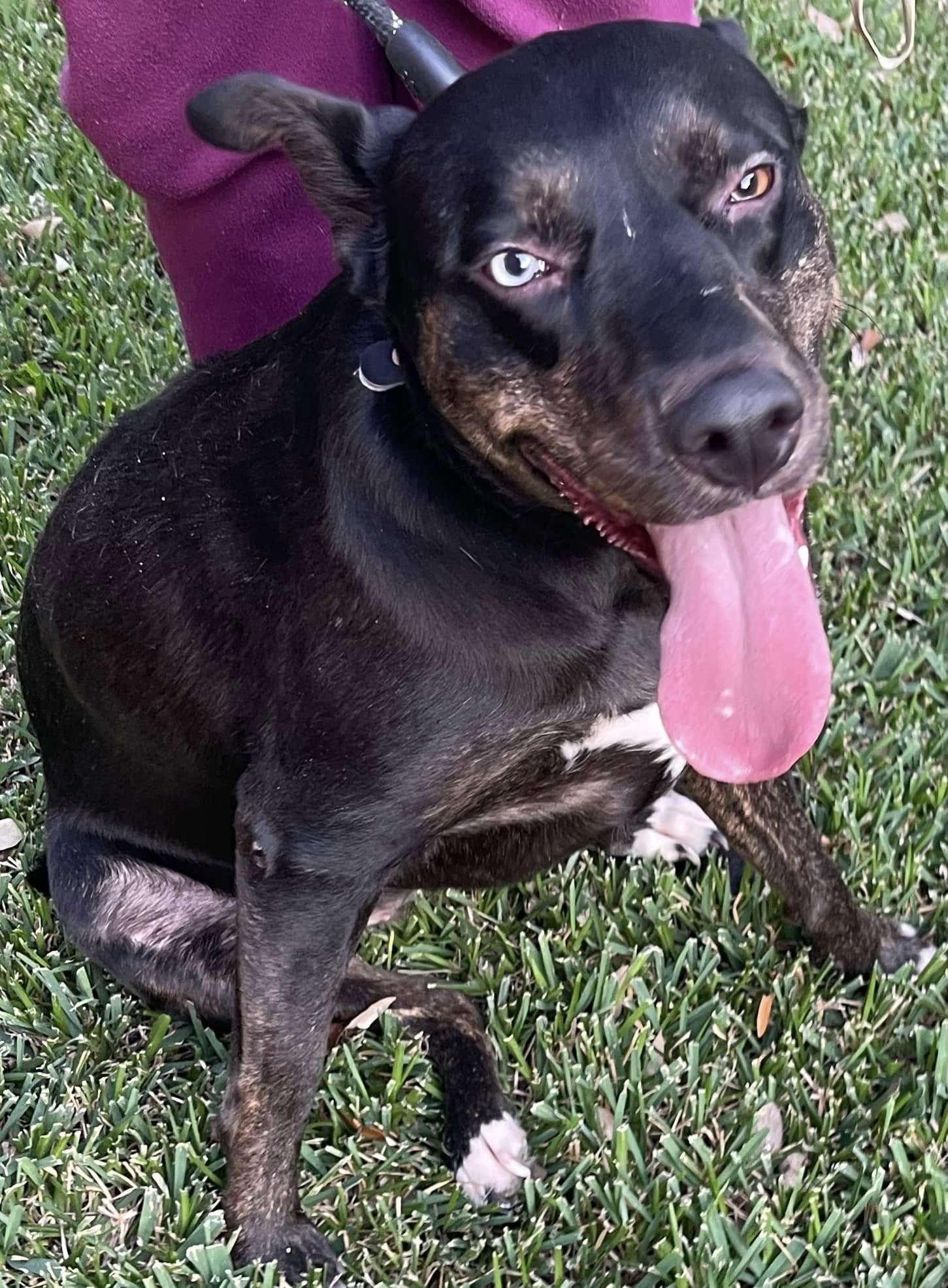 Enlarge LB, a Adoptable mixed breed in League City, TX image 1/4