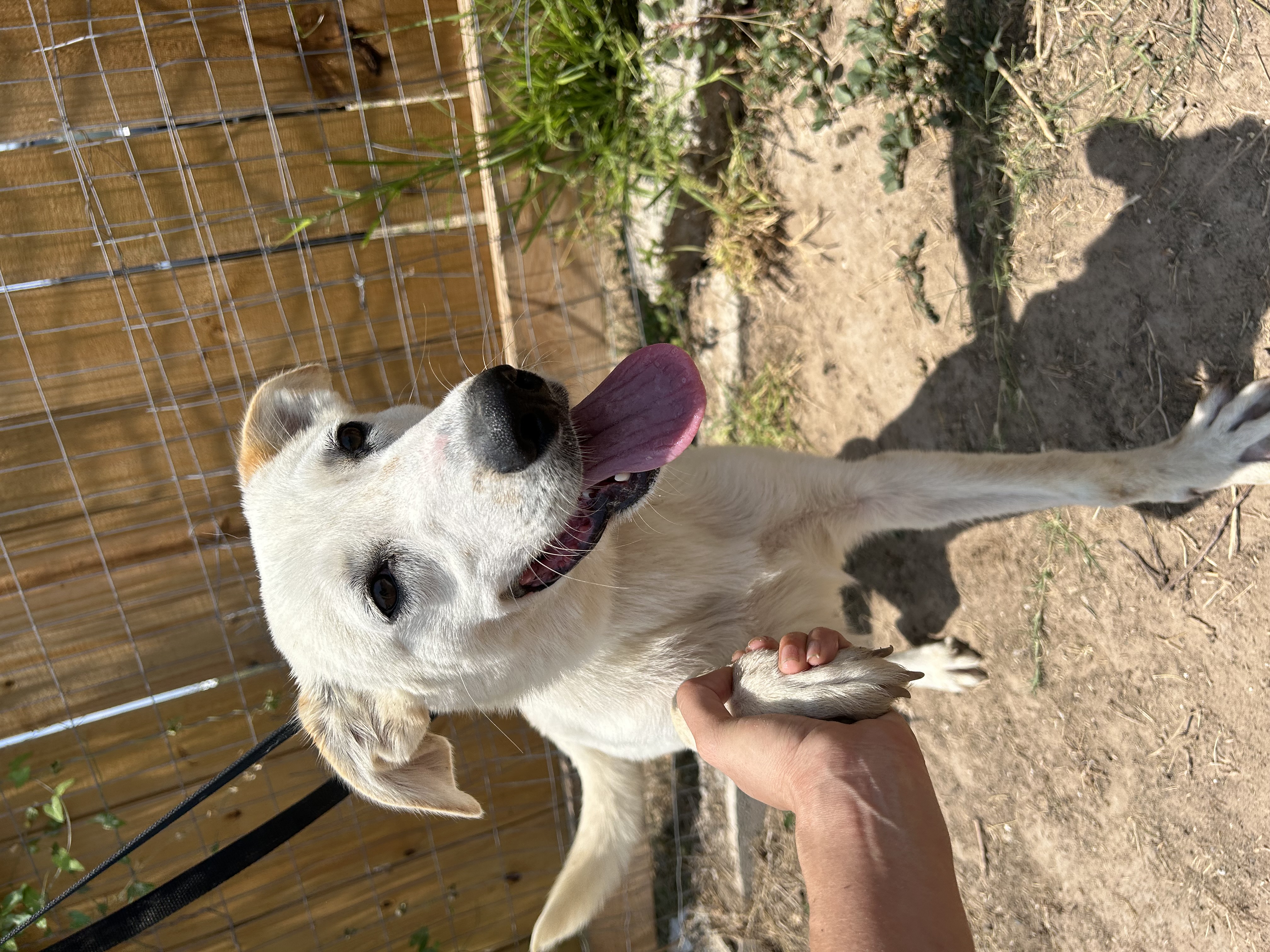 Petfinder Boise Idaho