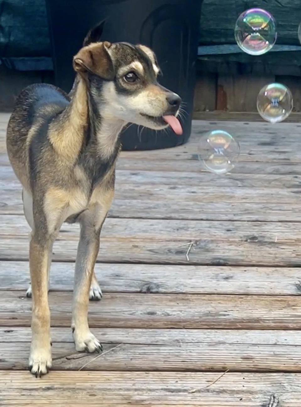 Enlarge Dot, a Adopted mixed breed in Sunnyvale, CA image 2/5