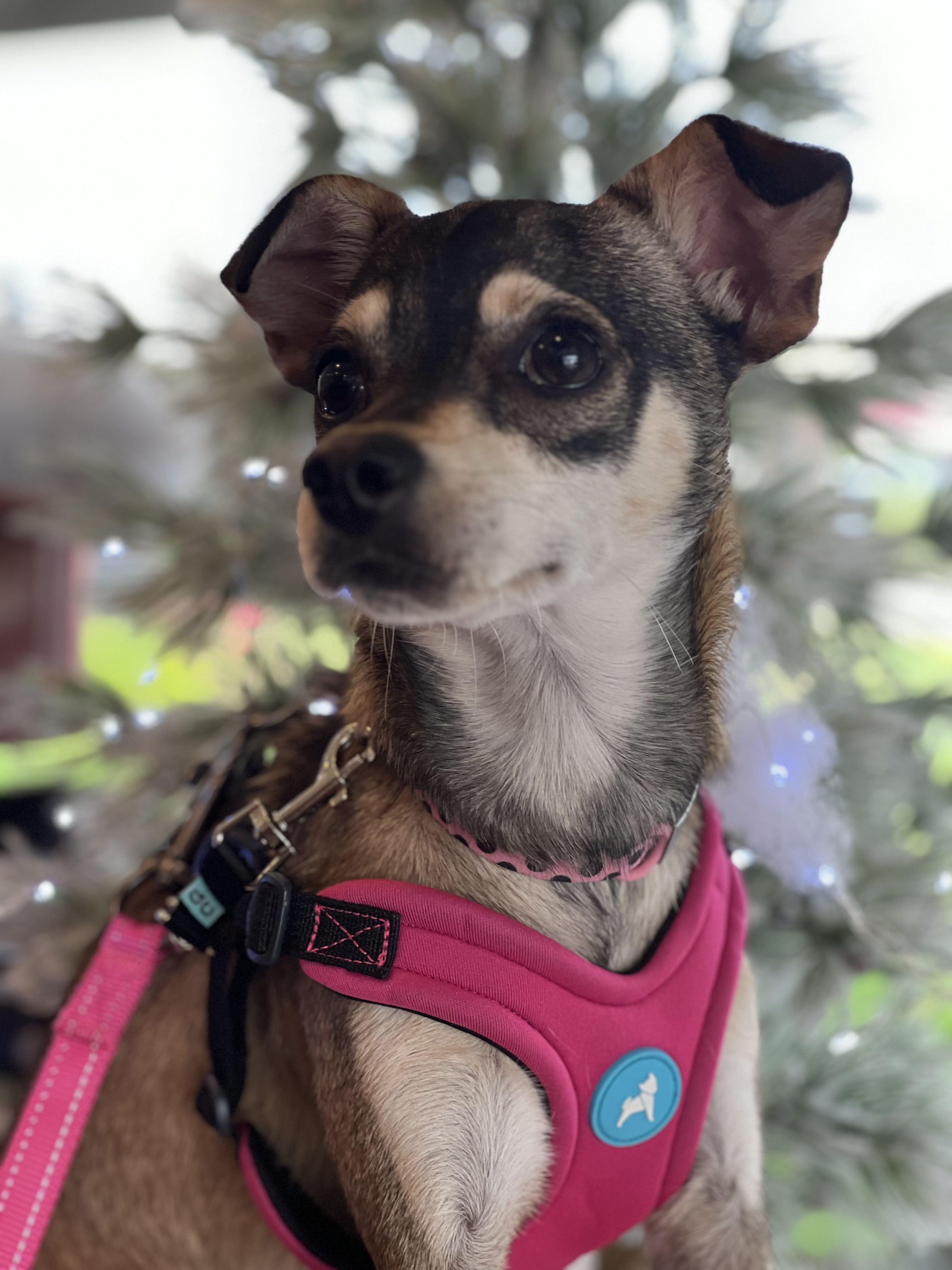 Enlarge Dot, a Adopted mixed breed in Sunnyvale, CA image 1/5