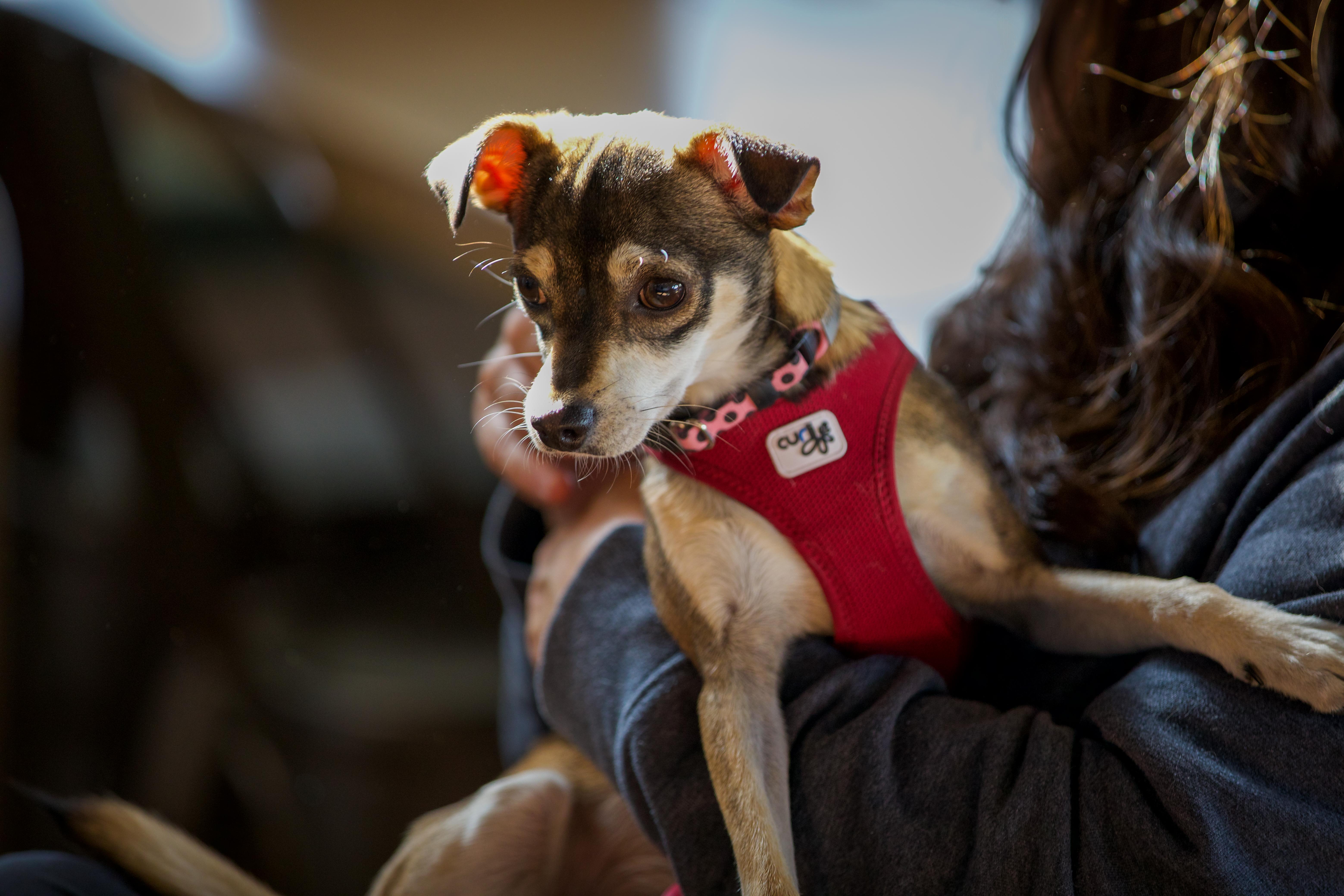Enlarge Dot, a Adopted mixed breed in Sunnyvale, CA image 3/5