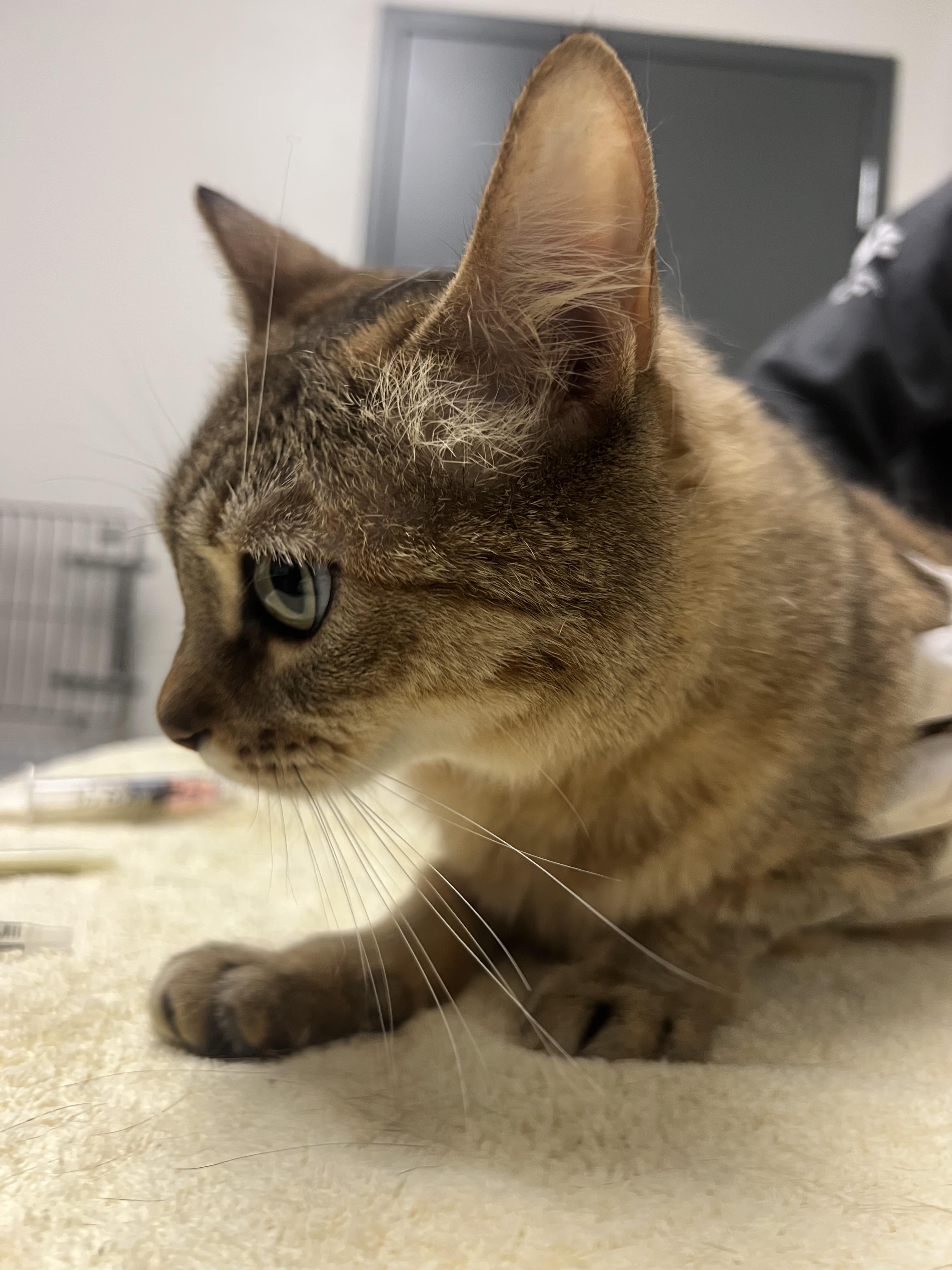 Mabel, Adoptable, Adult Female Domestic Short Hair.