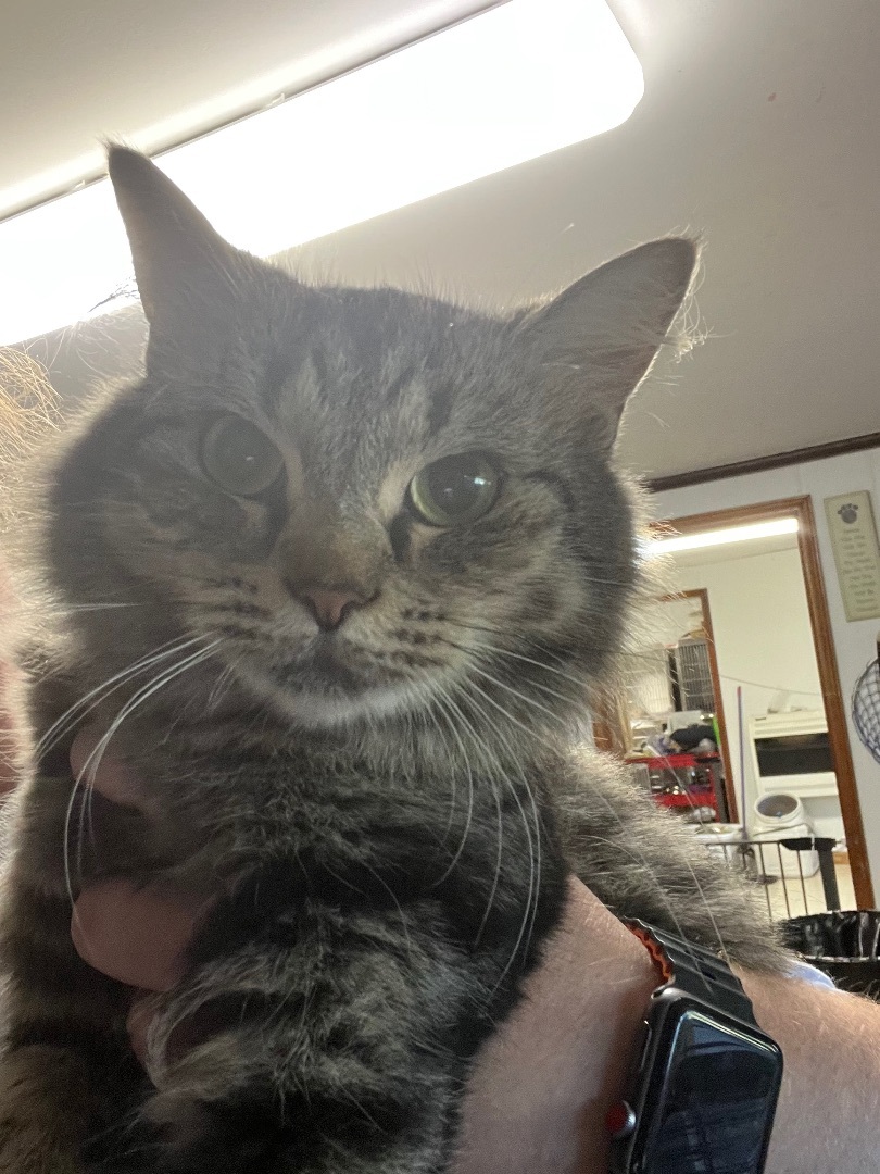 Bubbles (18), an adopted Domestic Long Hair in Mountain City, TN_image-1
