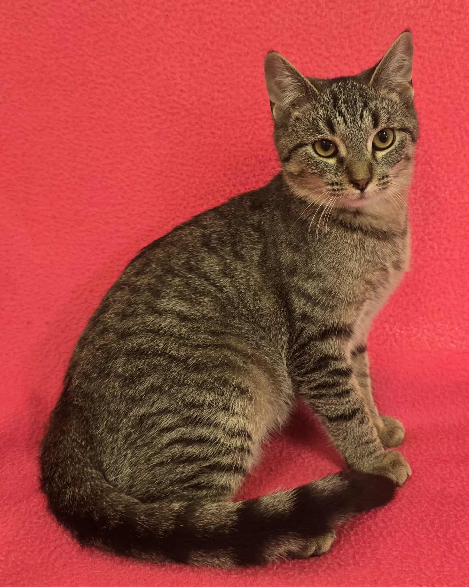 Enlarge Chorus, a Adoptable mixed breed in Frankfort, IN image 4/5