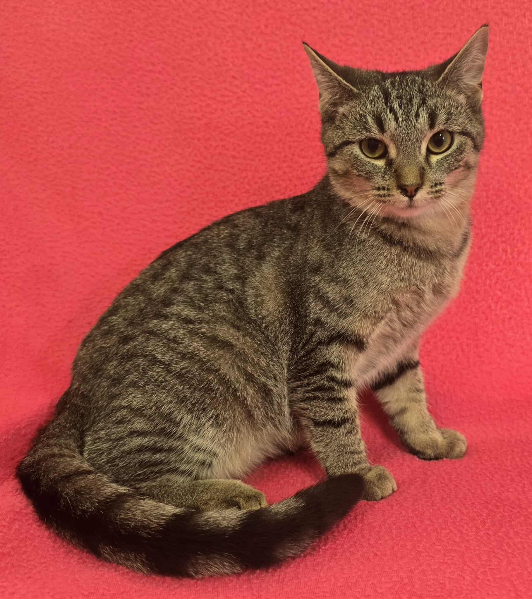 Enlarge Chorus, a Adoptable mixed breed in Frankfort, IN image 3/5