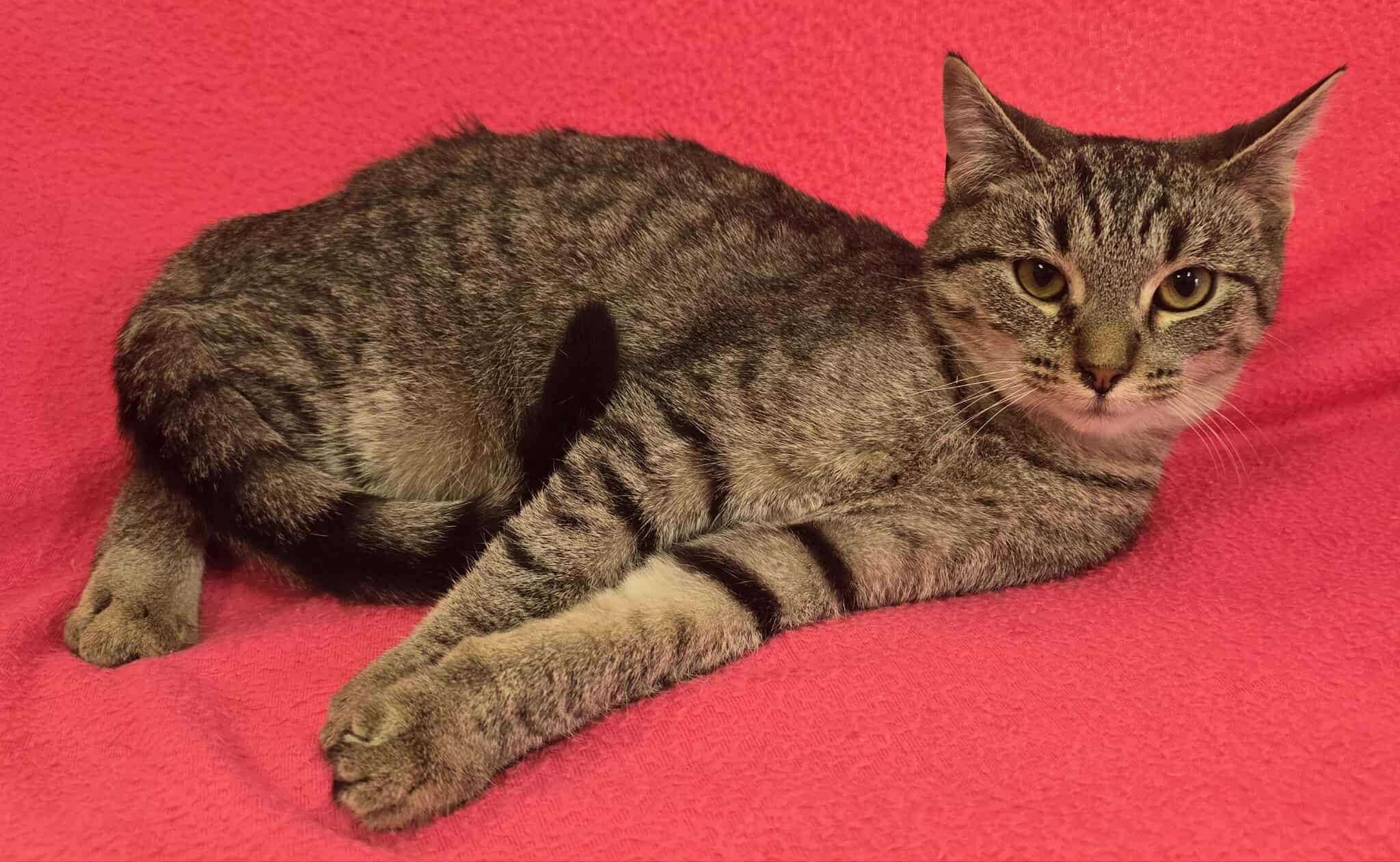 Chorus, Adoptable, Young Female Domestic Short Hair.