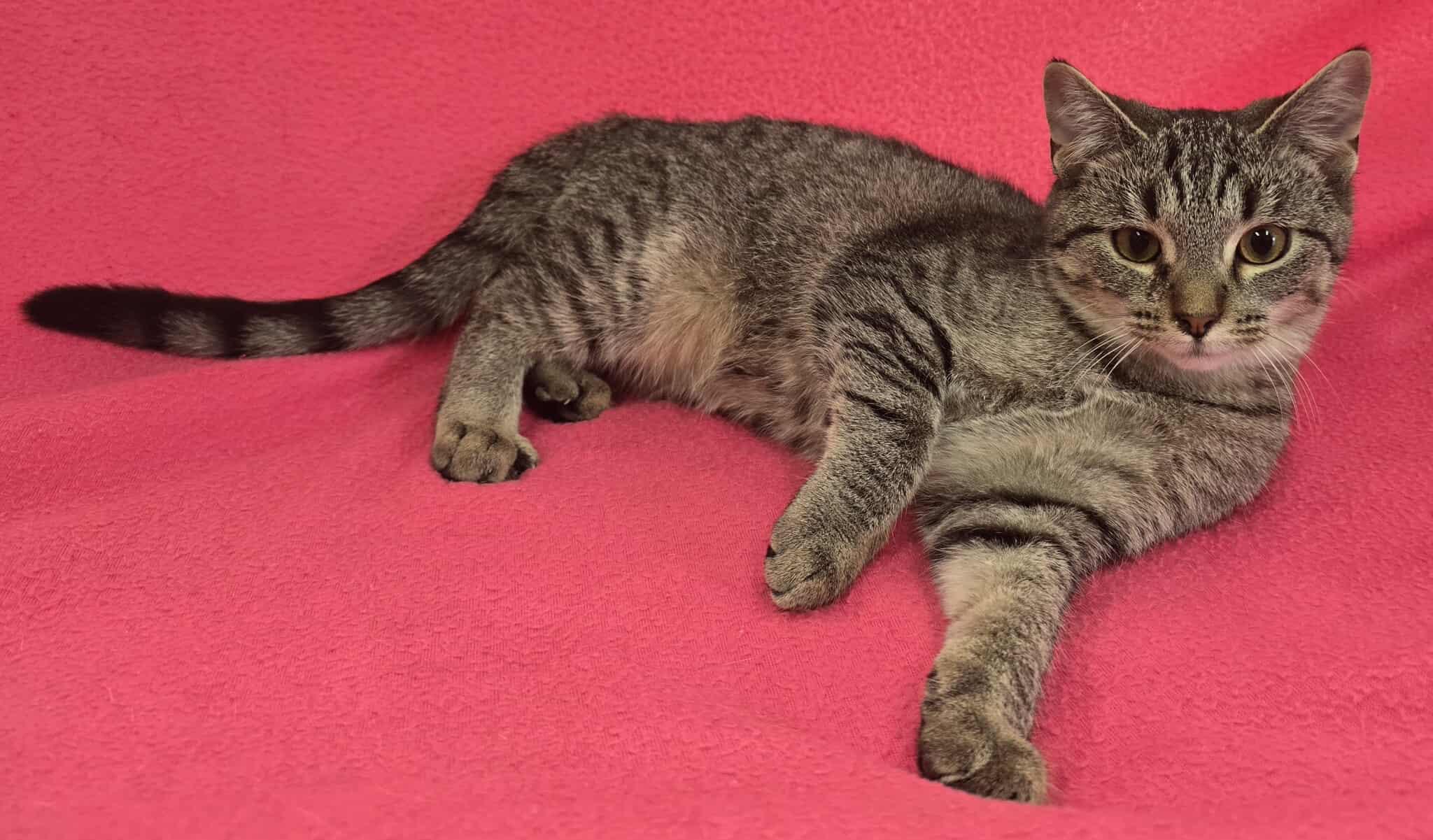 Chorus, Adoptable, Young Female Domestic Short Hair.