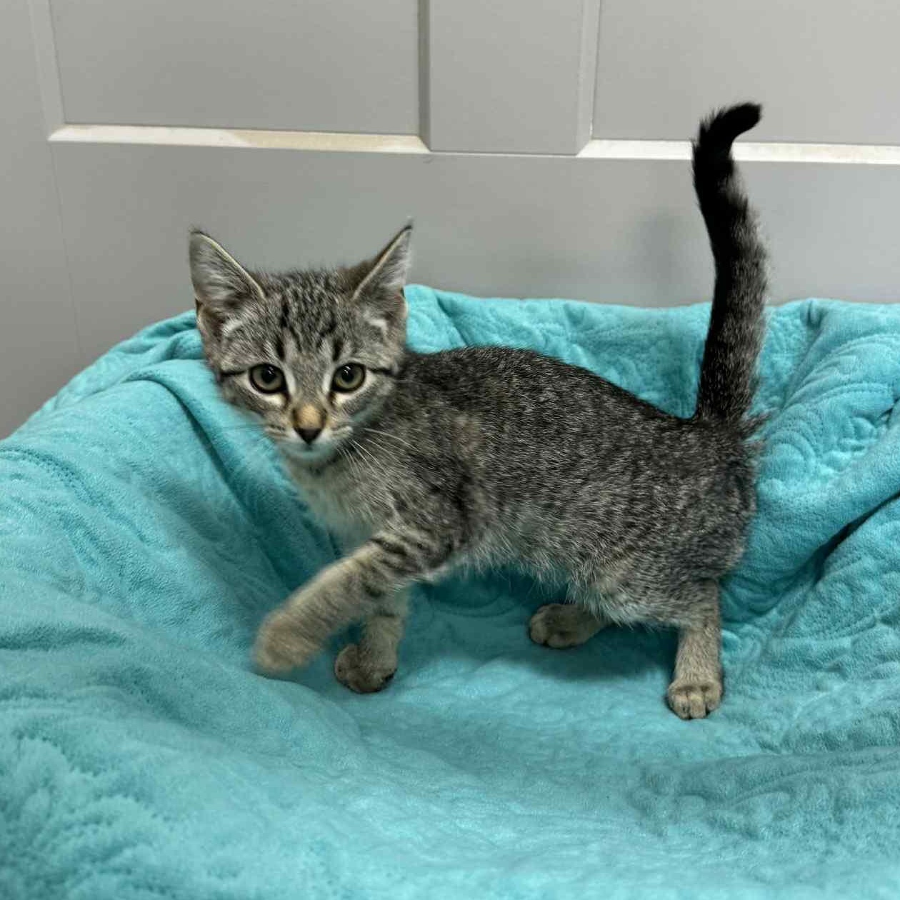 Enlarge Chorus, a Adoptable mixed breed in Frankfort, IN image 5/5