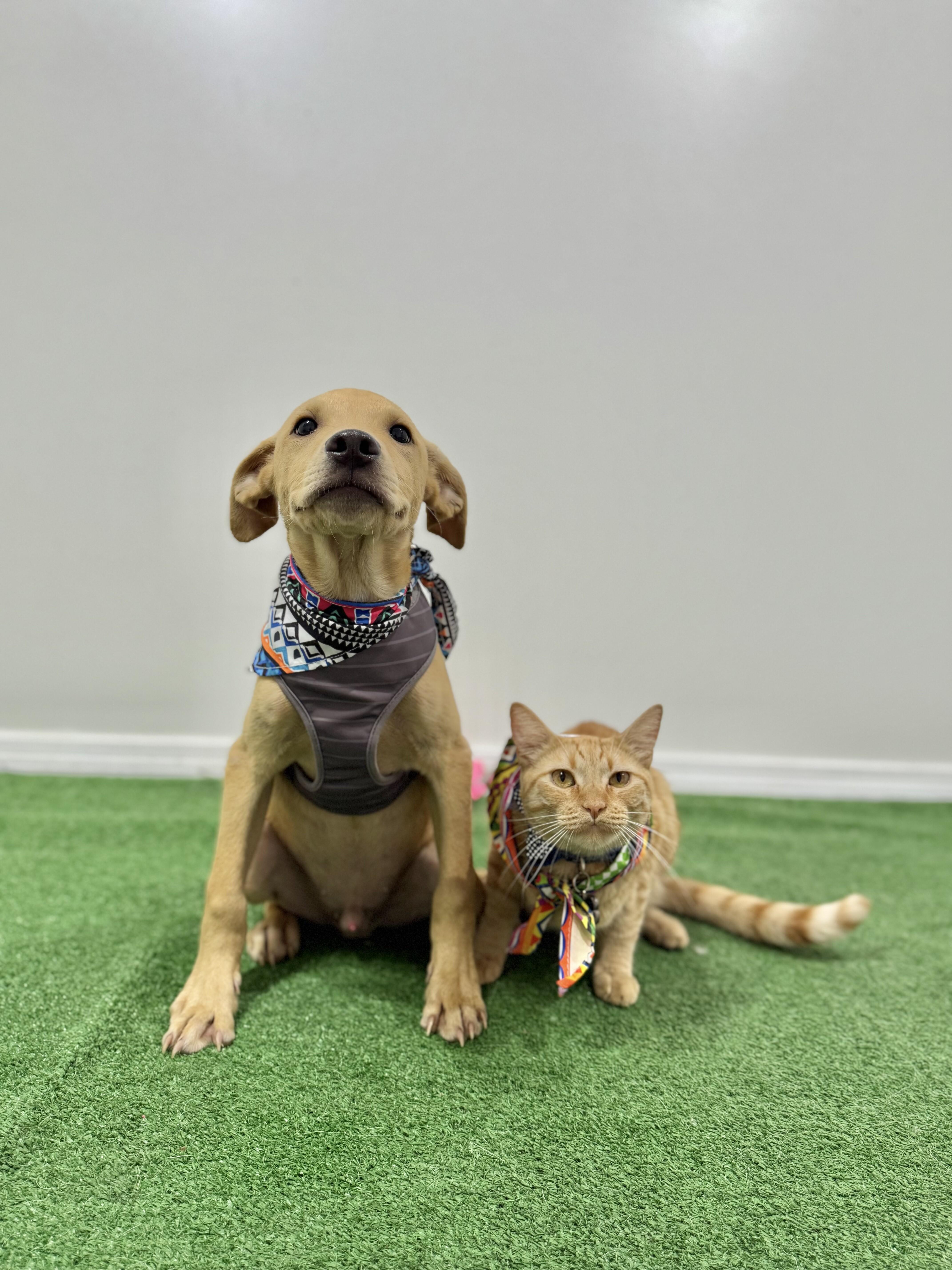 Adopt Jack