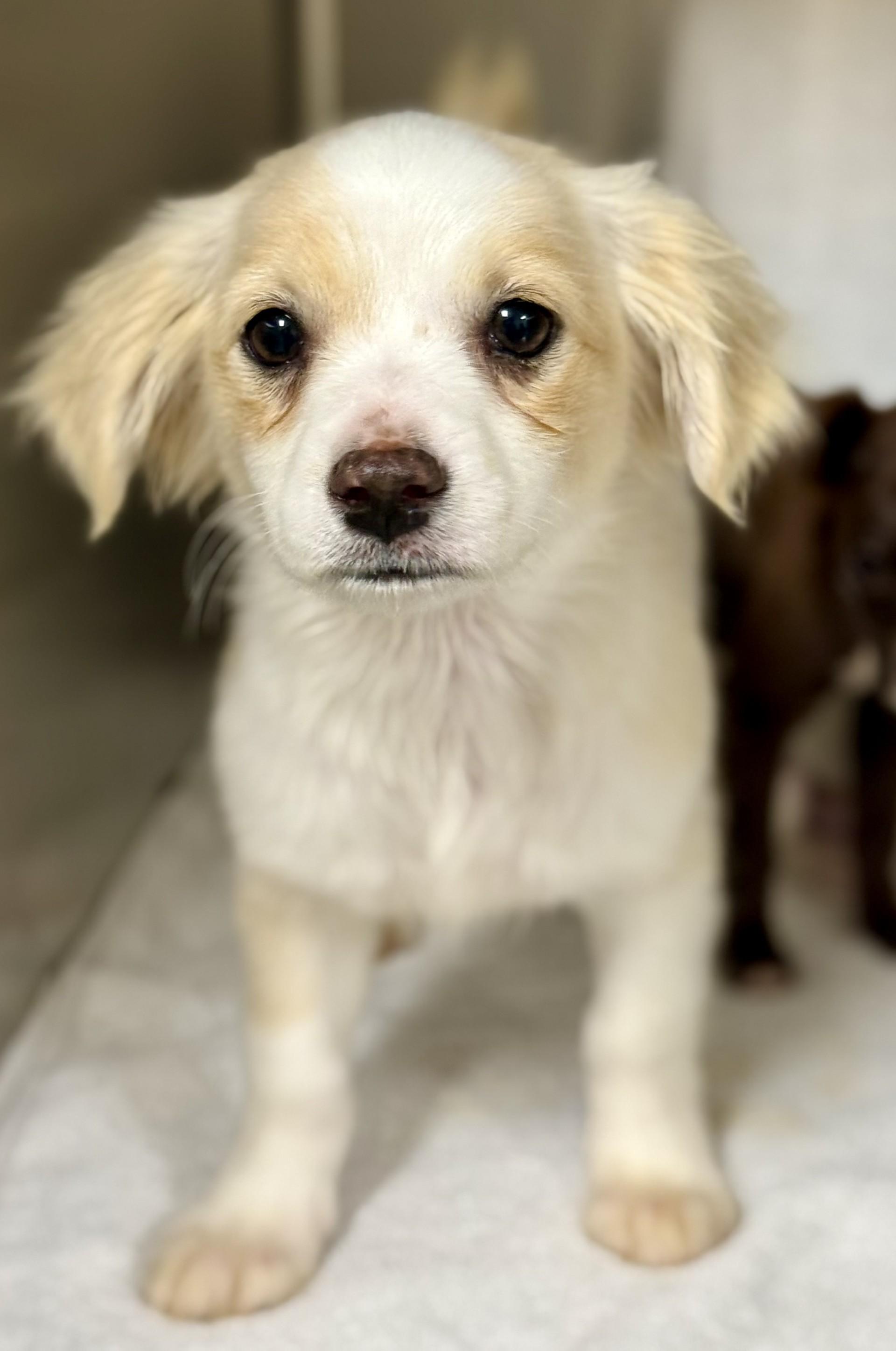 Enlarge Holden, an adopted mixed breed in Los Alamitos, CA image 1/6