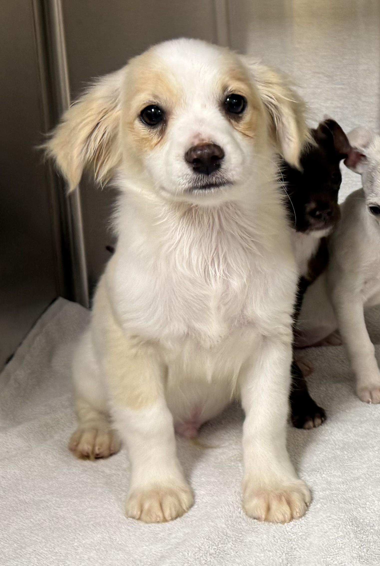 Enlarge Holden, an adopted mixed breed in Los Alamitos, CA image 4/6