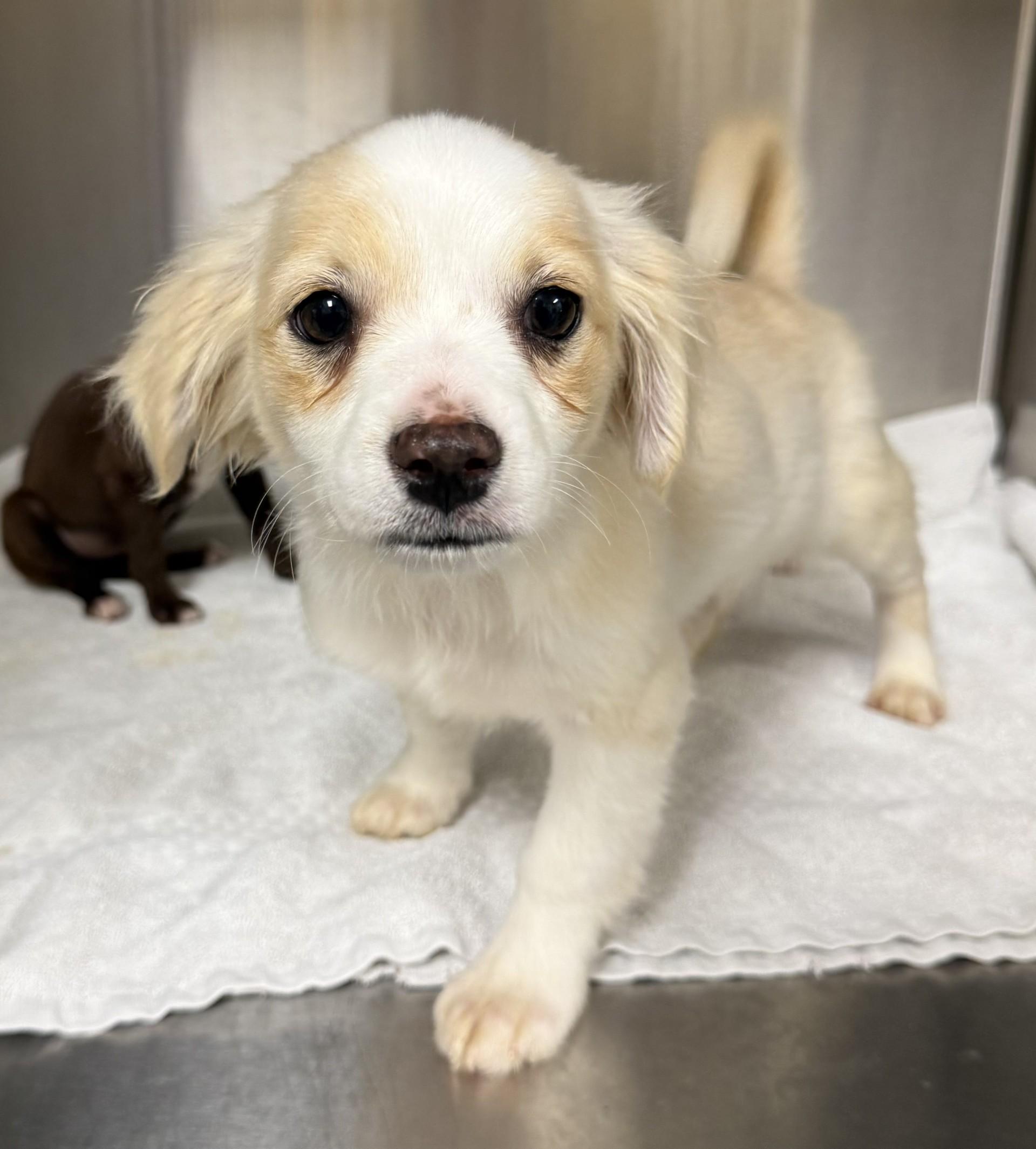 Enlarge Holden, an adopted mixed breed in Los Alamitos, CA image 6/6