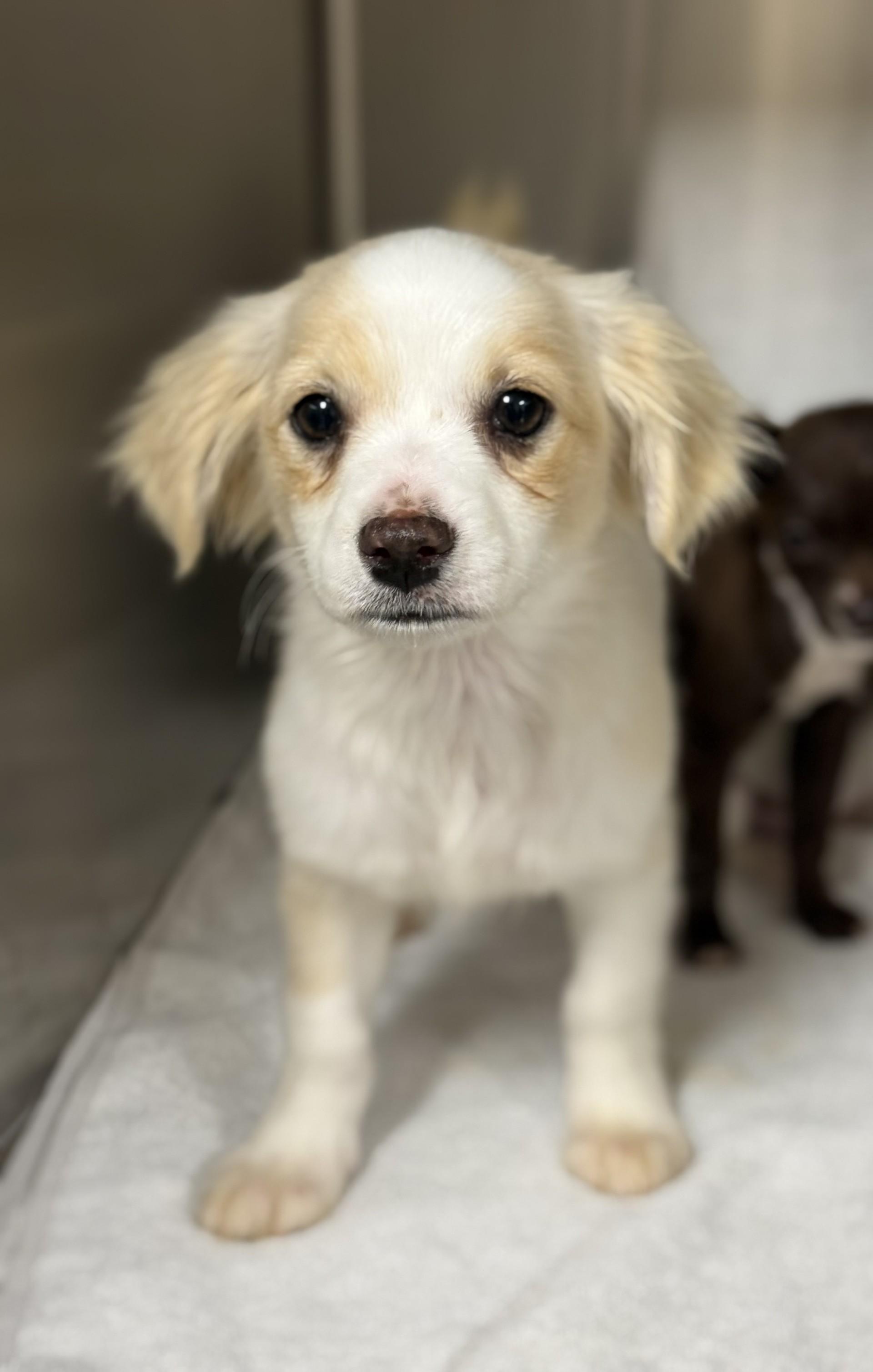 Enlarge Holden, an adopted mixed breed in Los Alamitos, CA image 2/6