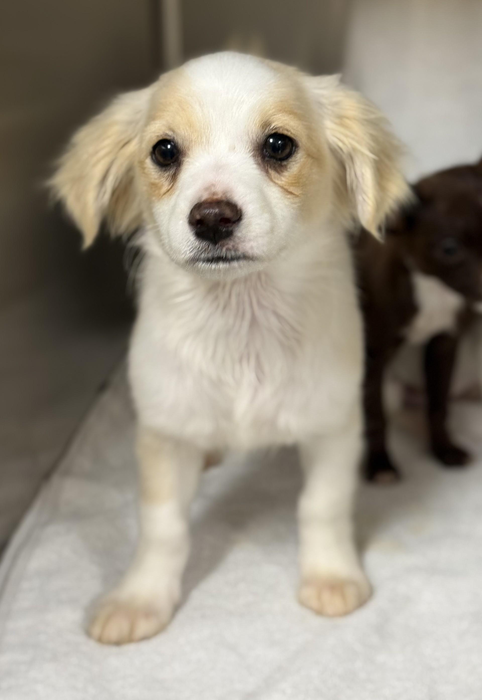 Enlarge Holden, an adopted mixed breed in Los Alamitos, CA image 3/6