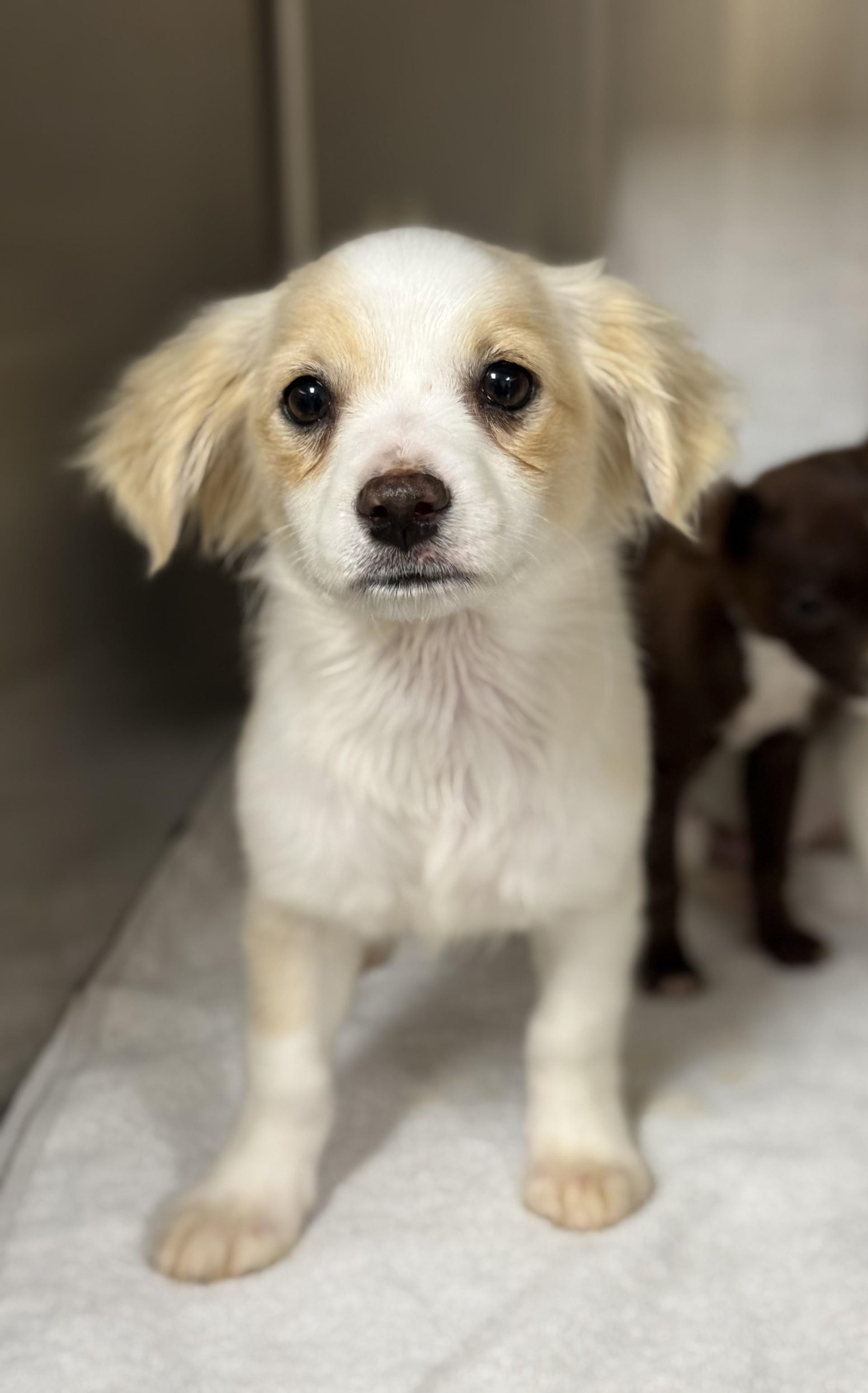 Enlarge Holden, an adopted mixed breed in Los Alamitos, CA image 5/6