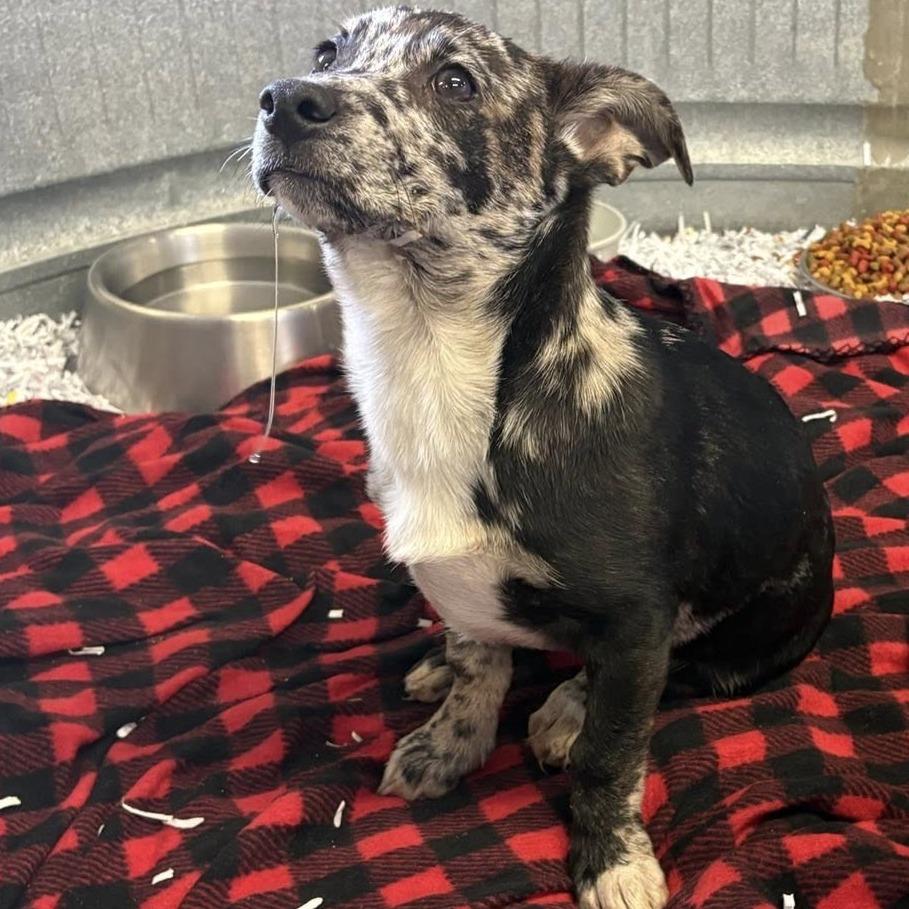 Richard — thumbnail 2