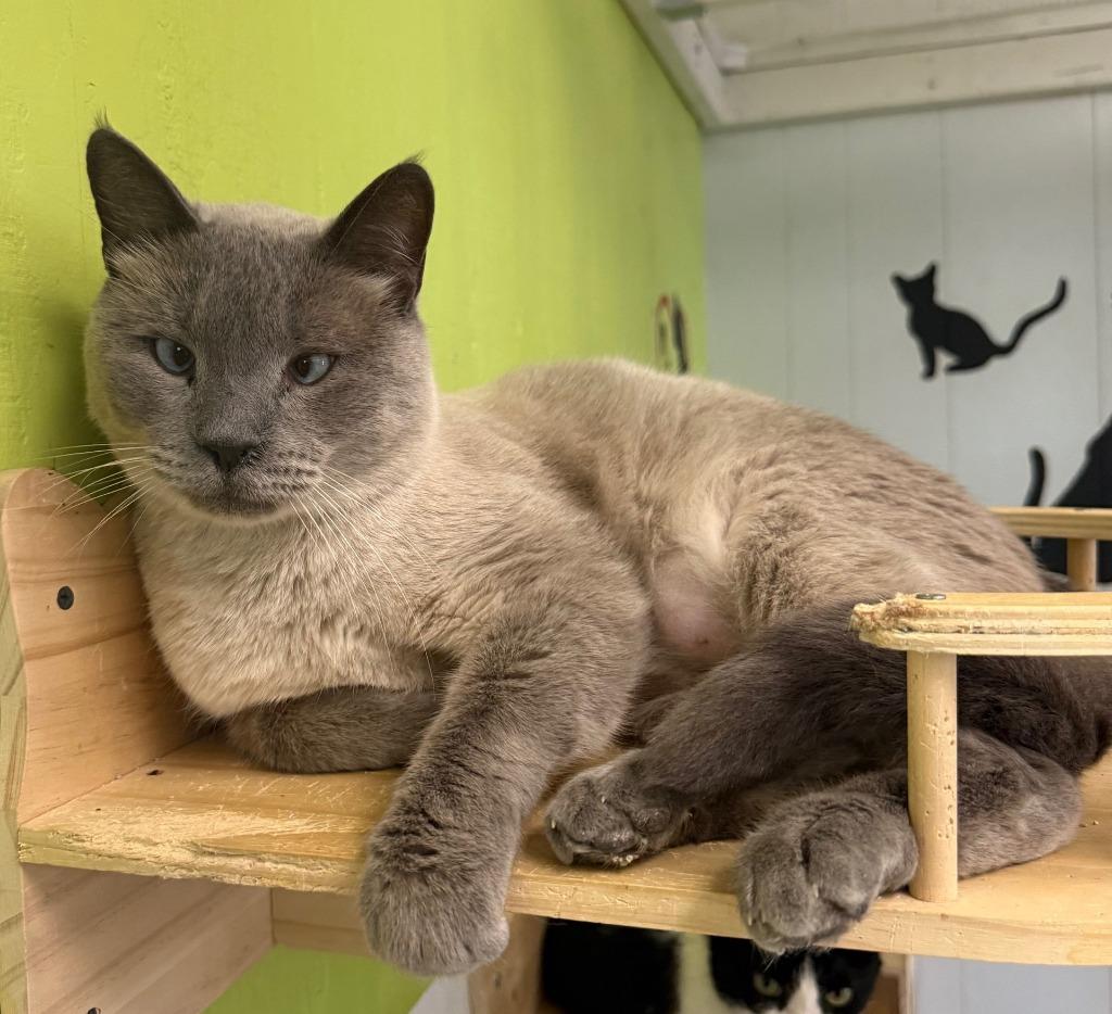 Enlarge Artemis, a Adopted Siamese in Lemoore, CA image 1/2