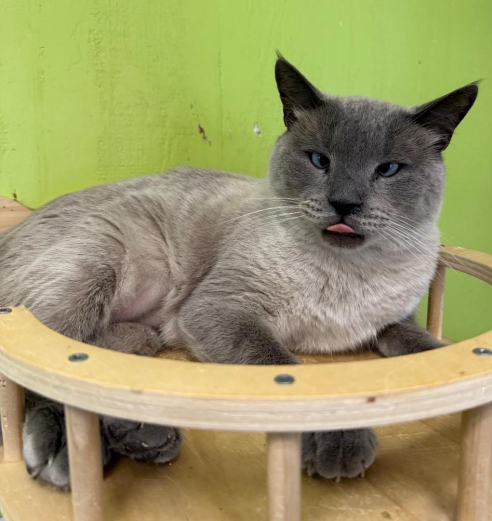 Enlarge Artemis, a Adopted Siamese in Lemoore, CA image 2/2