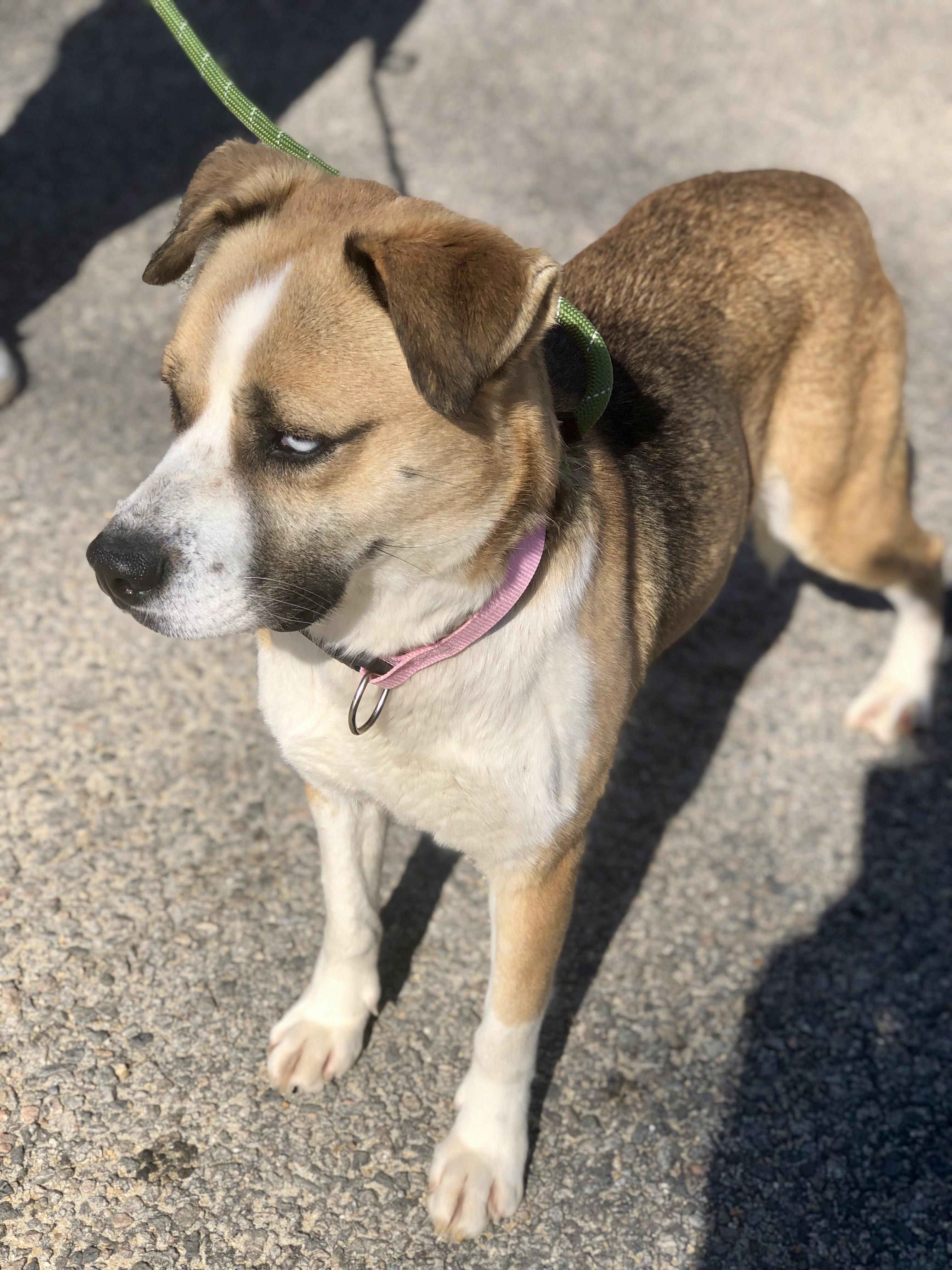 Enlarge Aurora, an adopted mixed breed in Petersburg, VA image 6/6