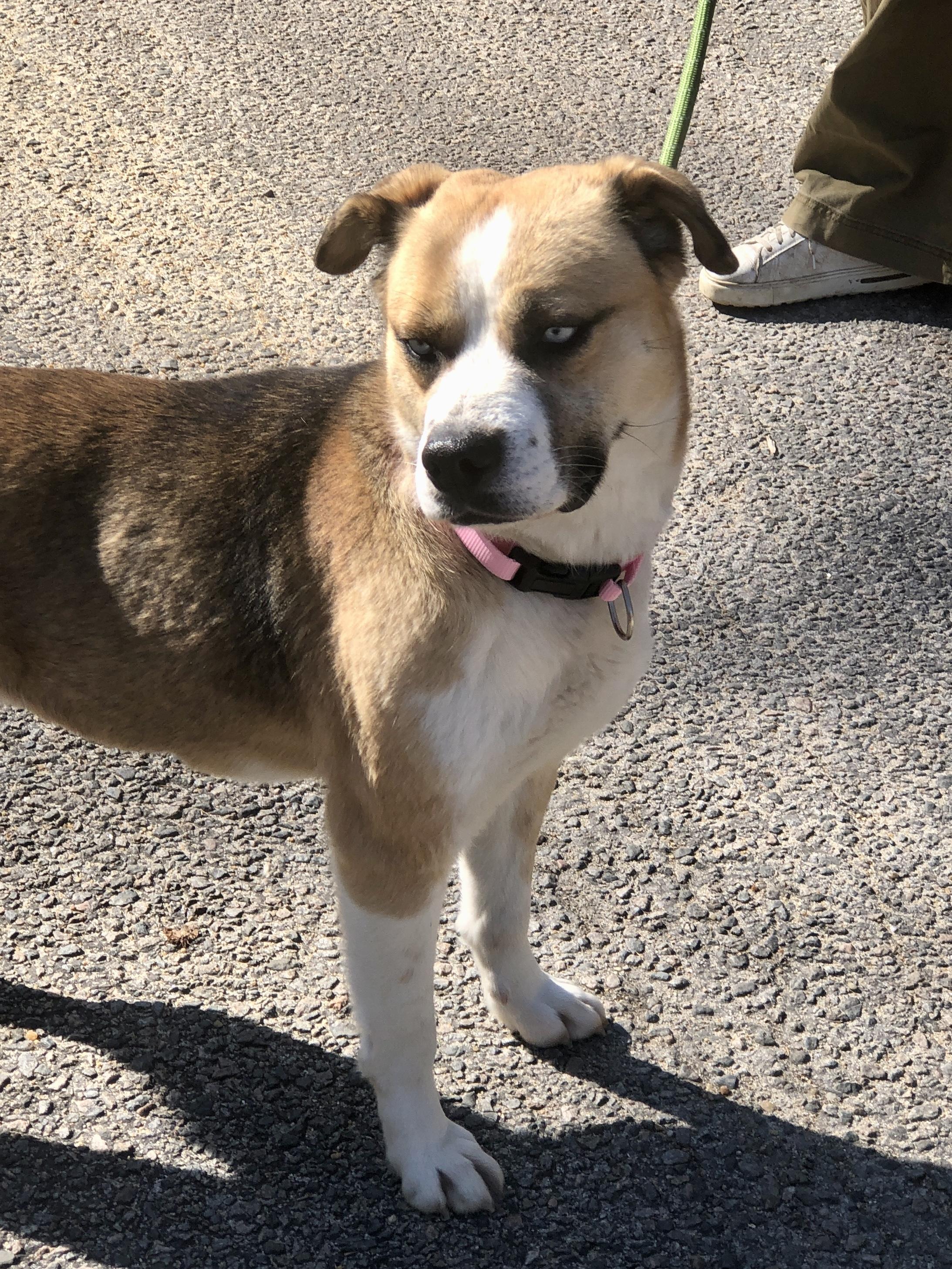 Enlarge Aurora, an adopted mixed breed in Petersburg, VA image 3/6