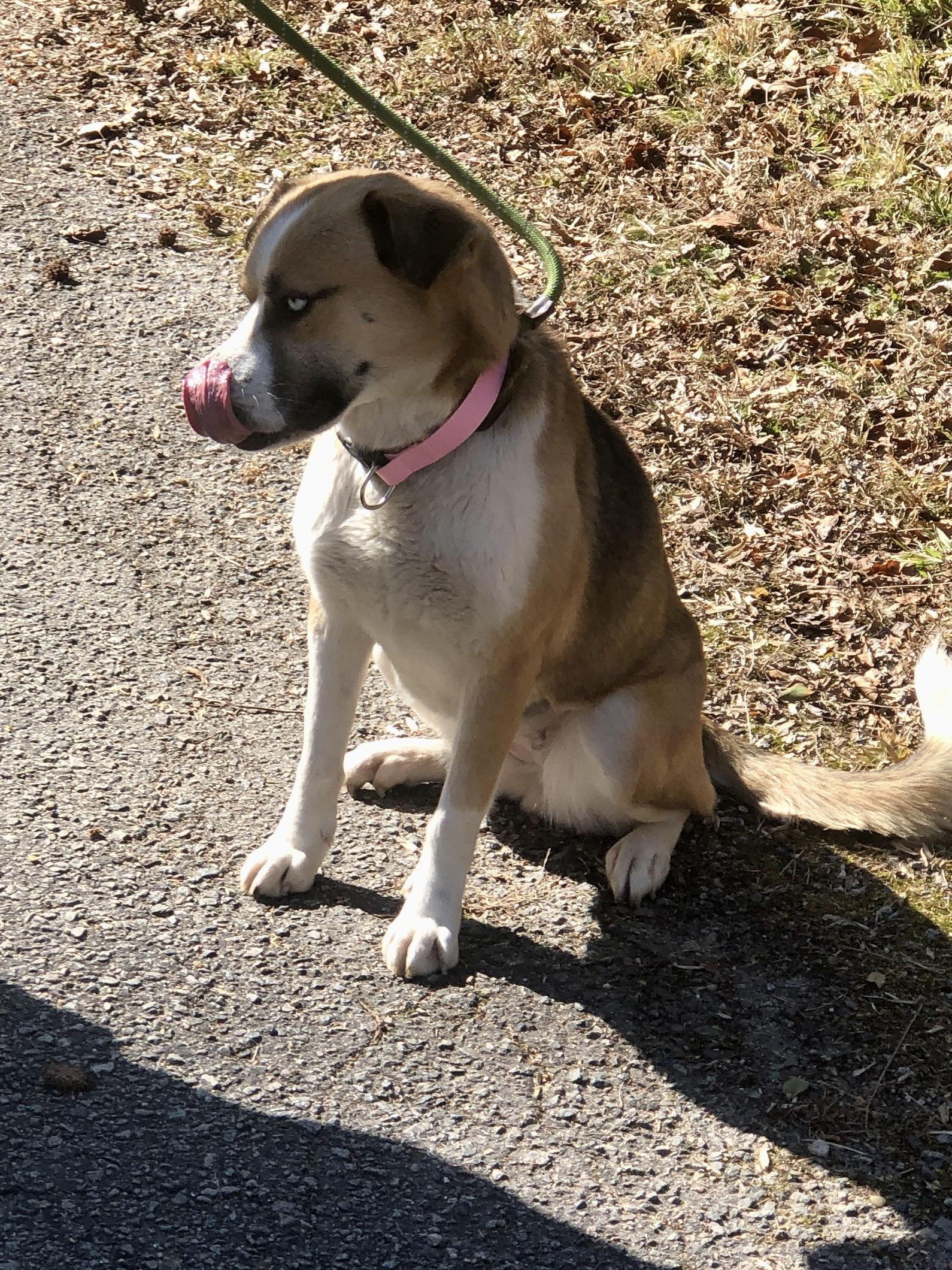 Enlarge Aurora, an adopted mixed breed in Petersburg, VA image 4/6