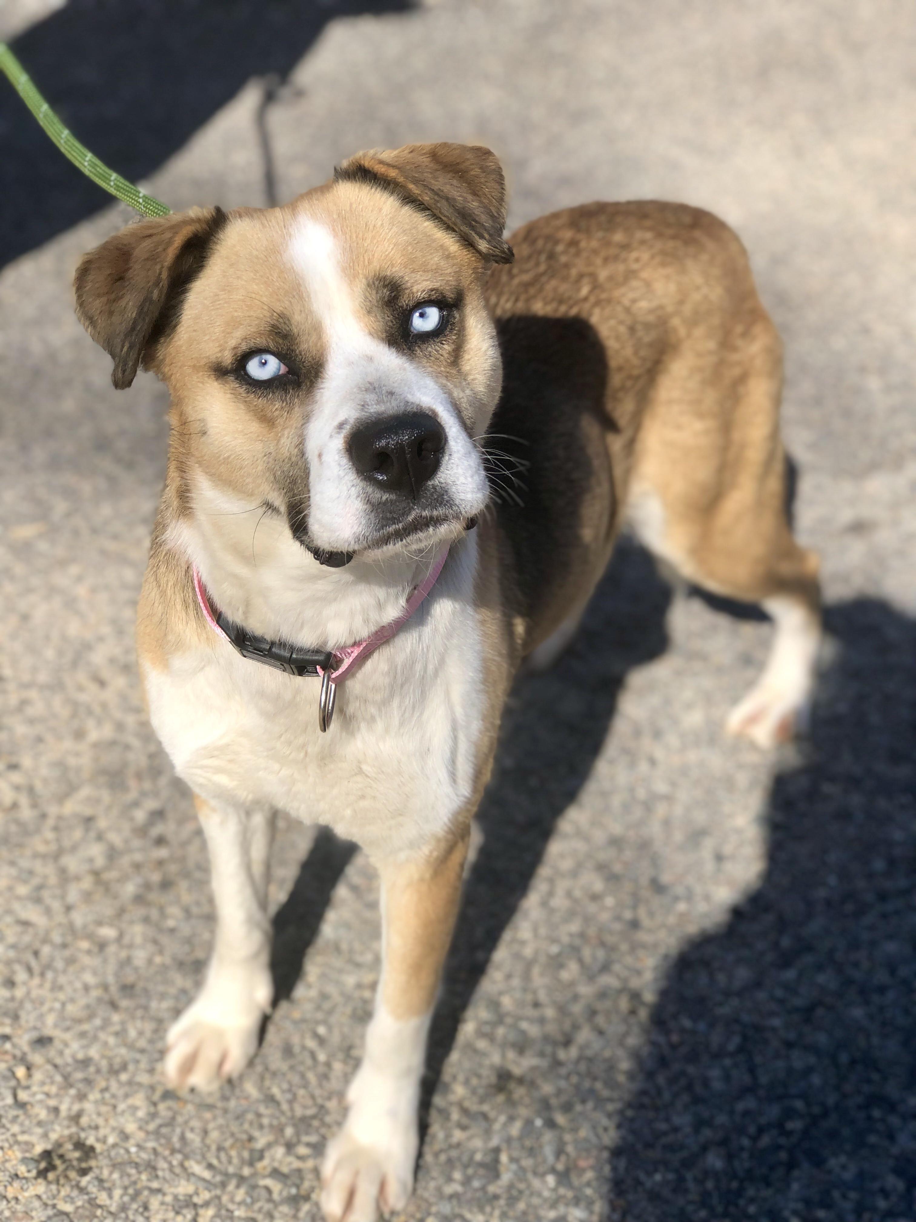 Enlarge Aurora, an adopted mixed breed in Petersburg, VA image 1/6